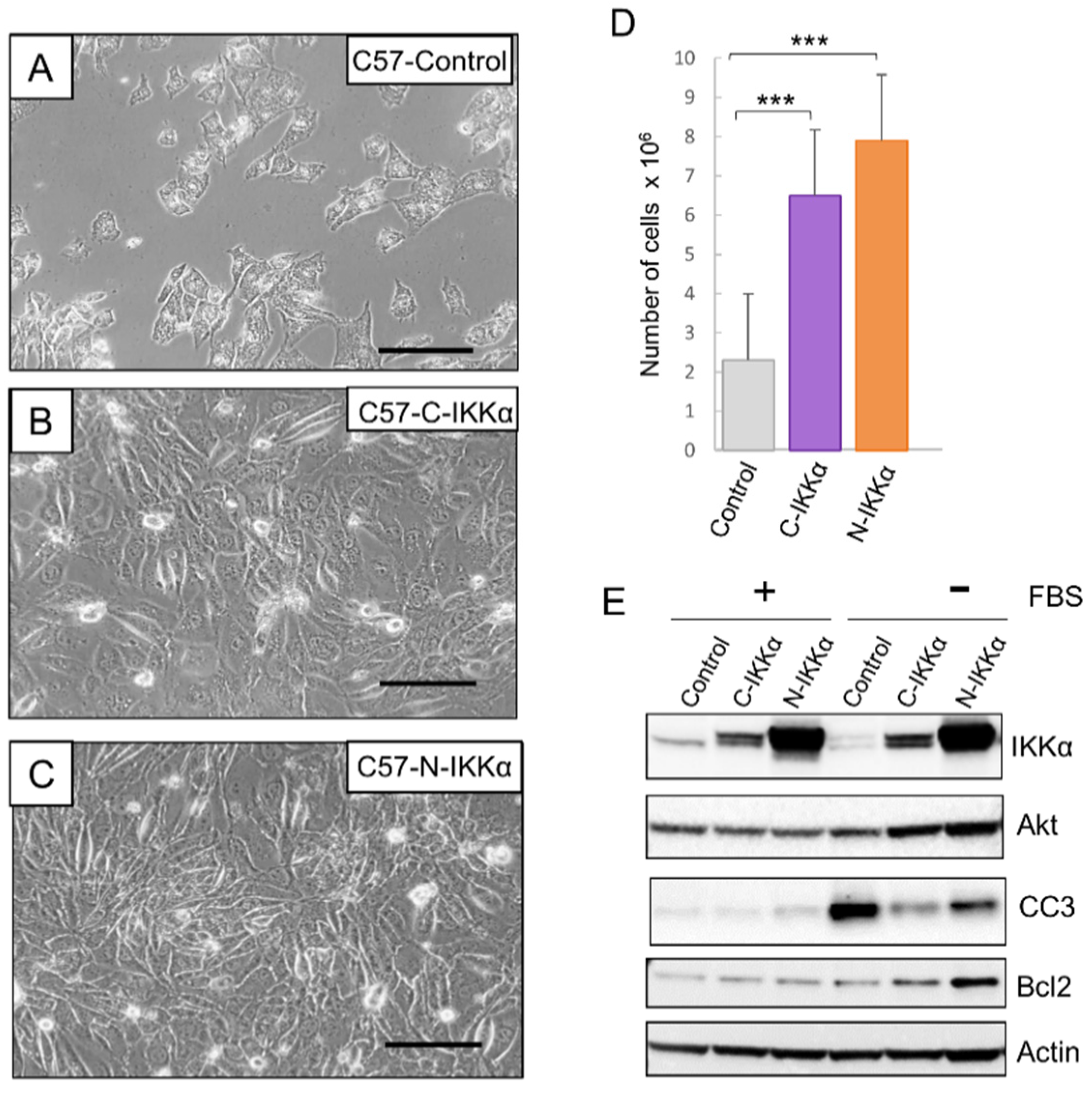 Ijms 23 01375 g007 550