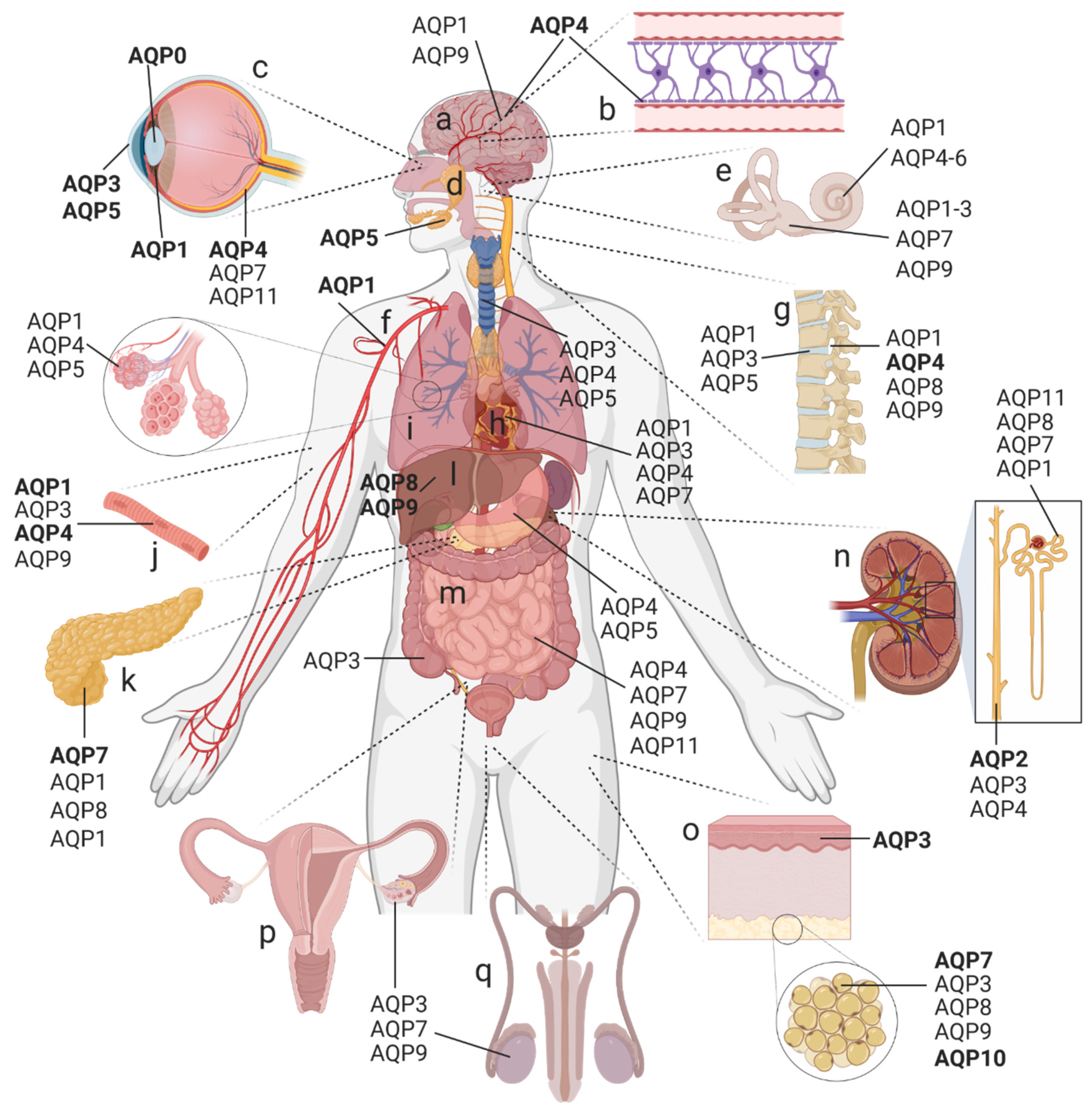 IJMS | Free Full-Text | Signaling Mechanisms and Pharmacological