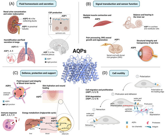 Nanomedicines for renal disease: current status and future
