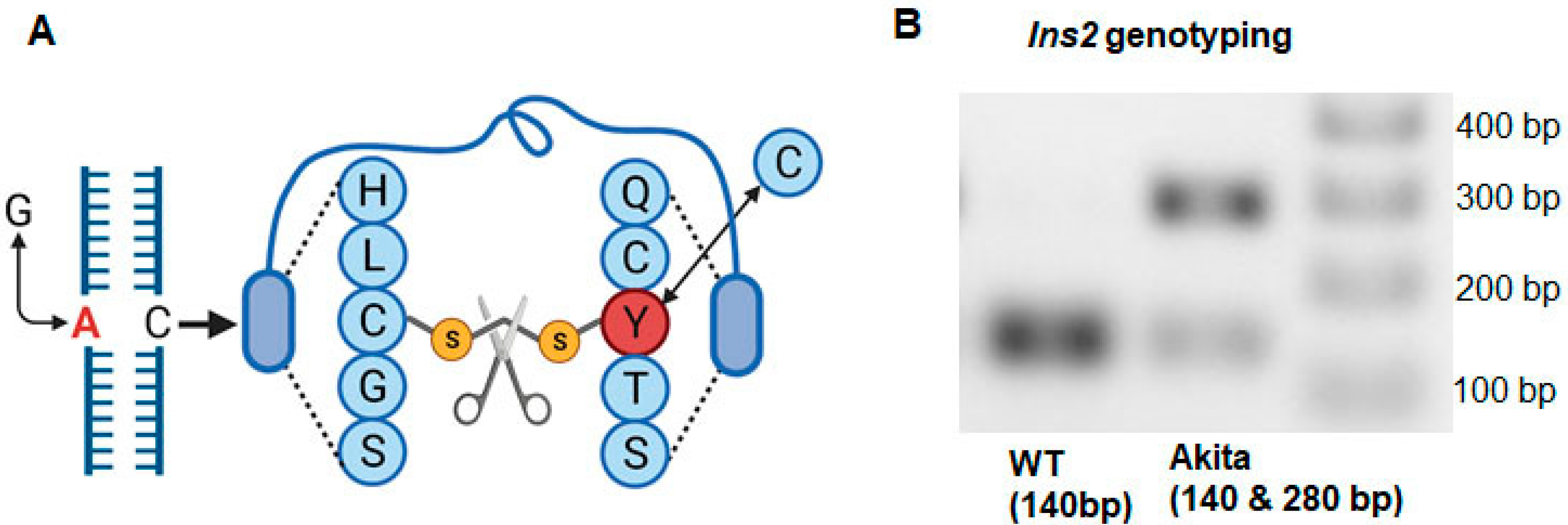 Ijms 23 01392 g006 Ijms 23 01392 g006