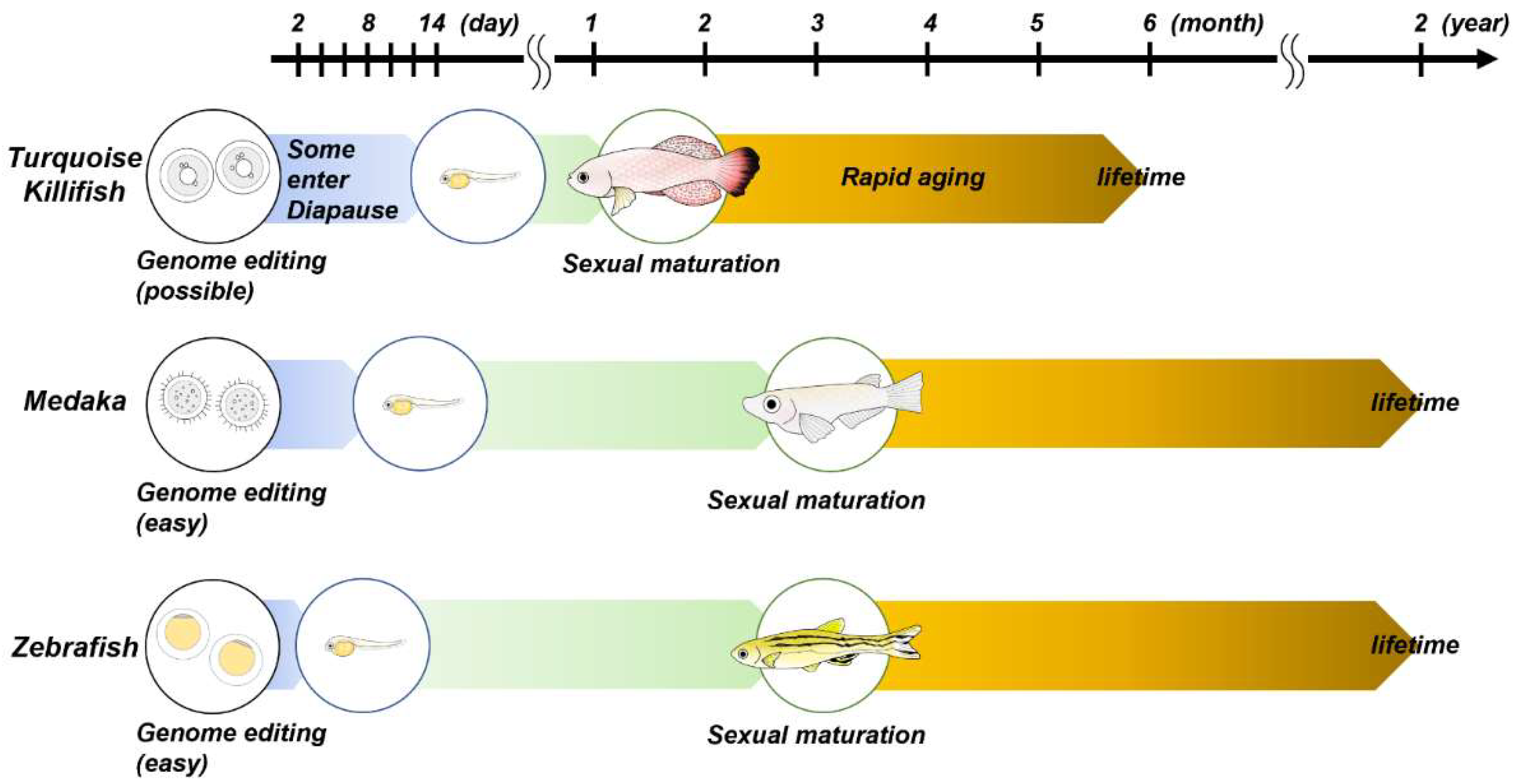 Ijms 23 01399 g001 Ijms 23 01399 g001