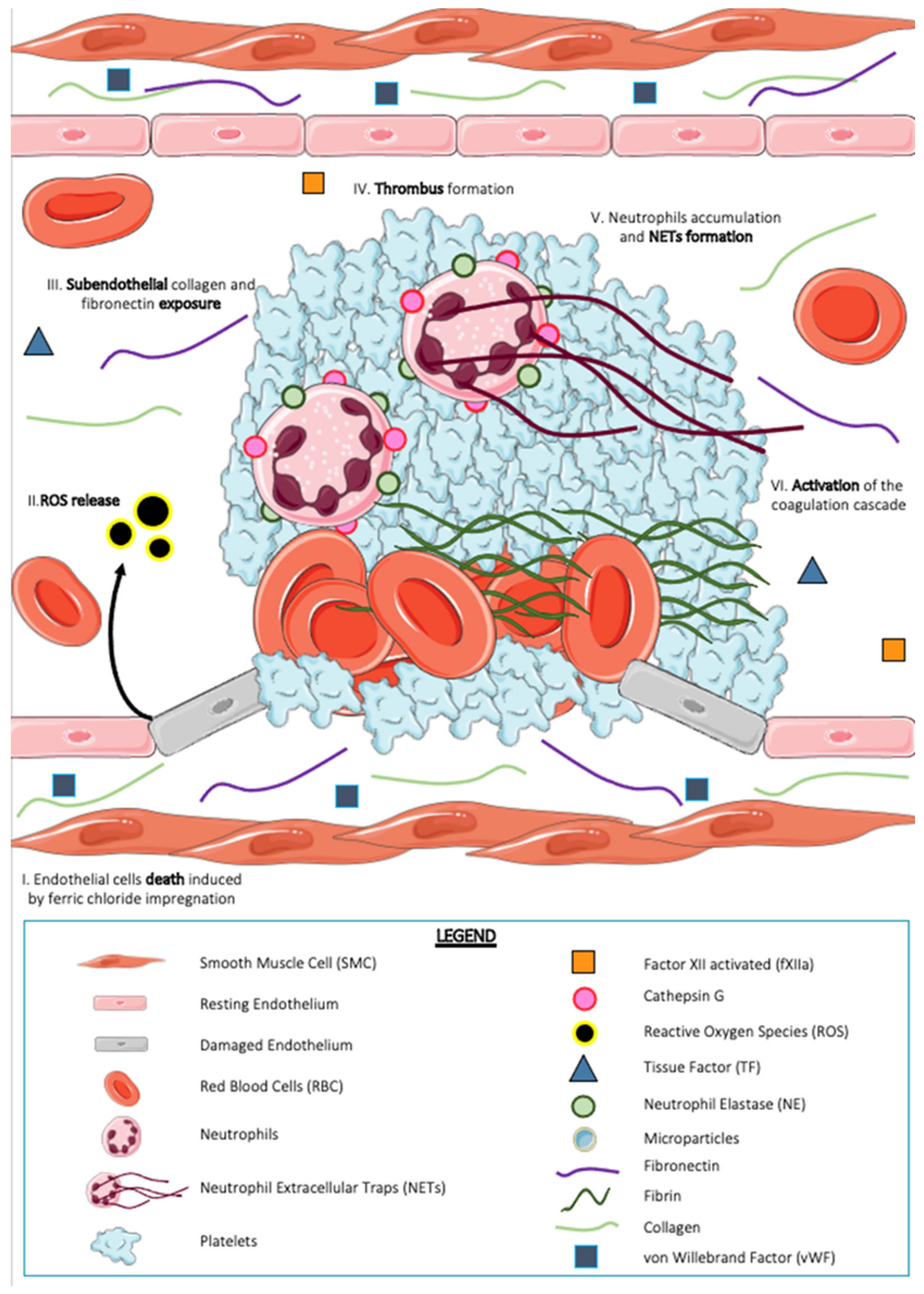 Ijms 23 01411 g001 Ijms 23 01411 g001