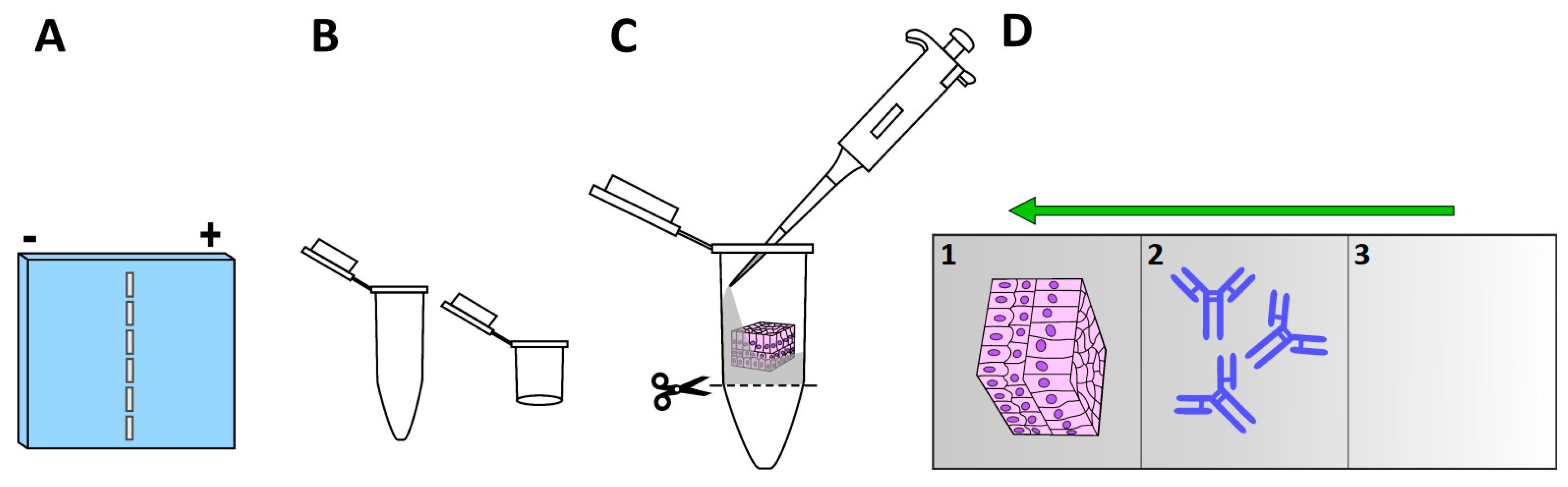 Ijms 23 01426 g004 Ijms 23 01426 g004