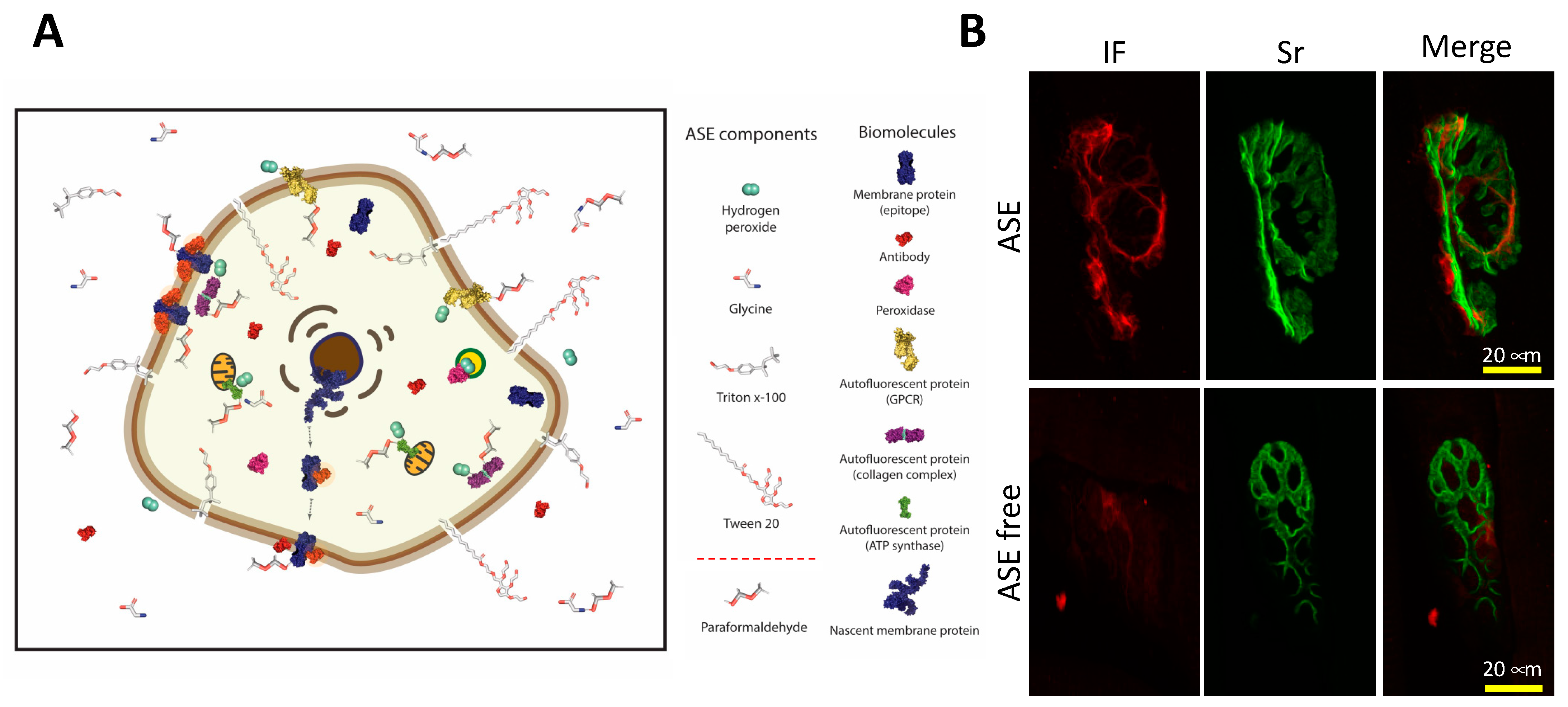 Ijms 23 01426 g005 Ijms 23 01426 g005