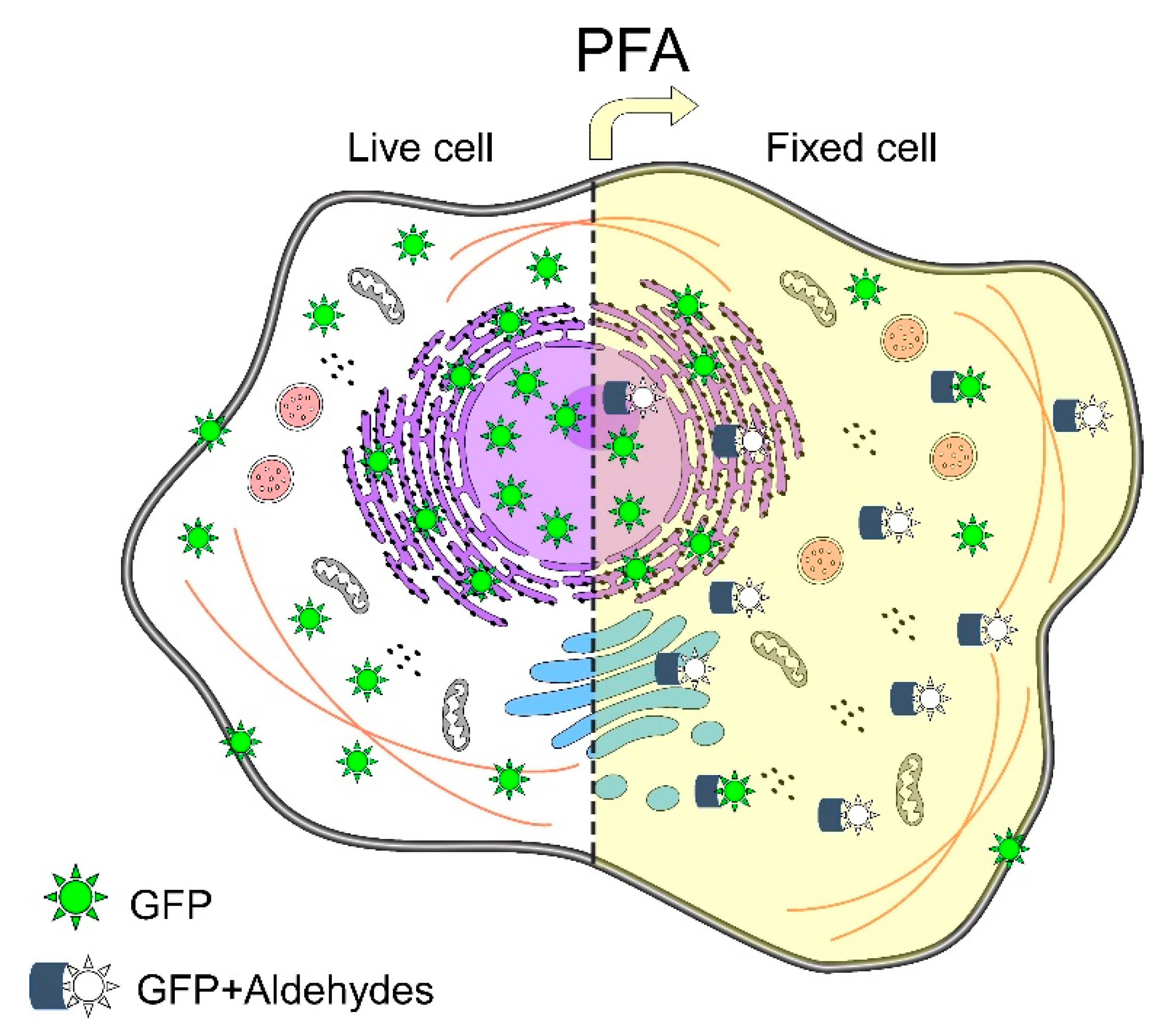 IJMS Free FullText Ten Approaches That Improve Immunostaining A