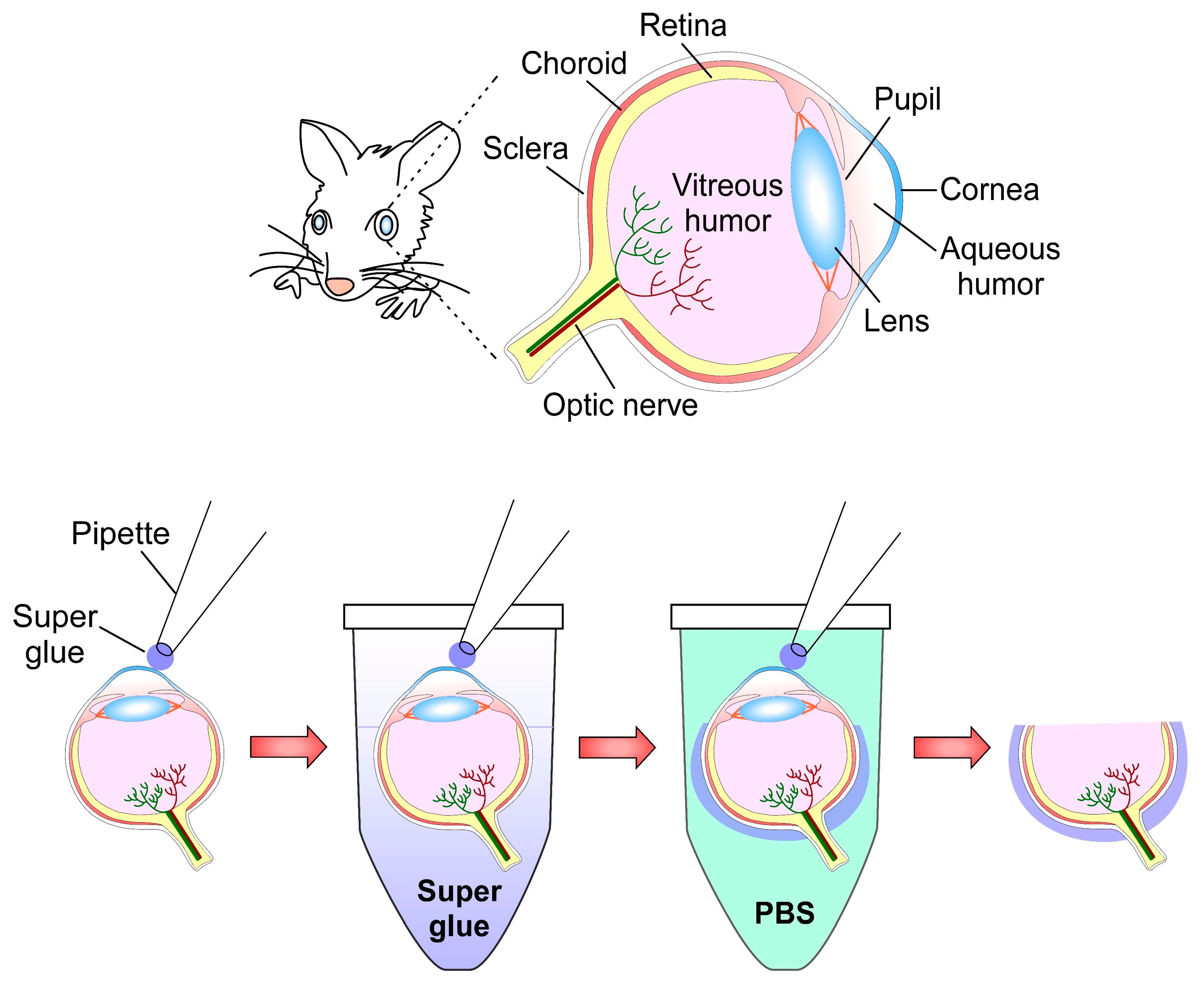 Ijms 23 01426 g007 Ijms 23 01426 g007