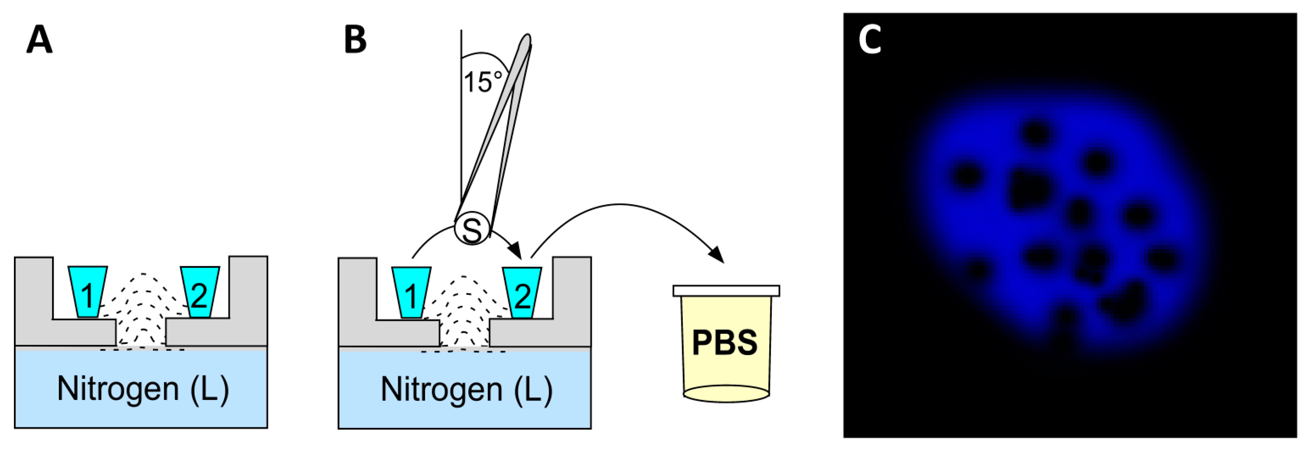 Ijms 23 01426 g008 Ijms 23 01426 g008