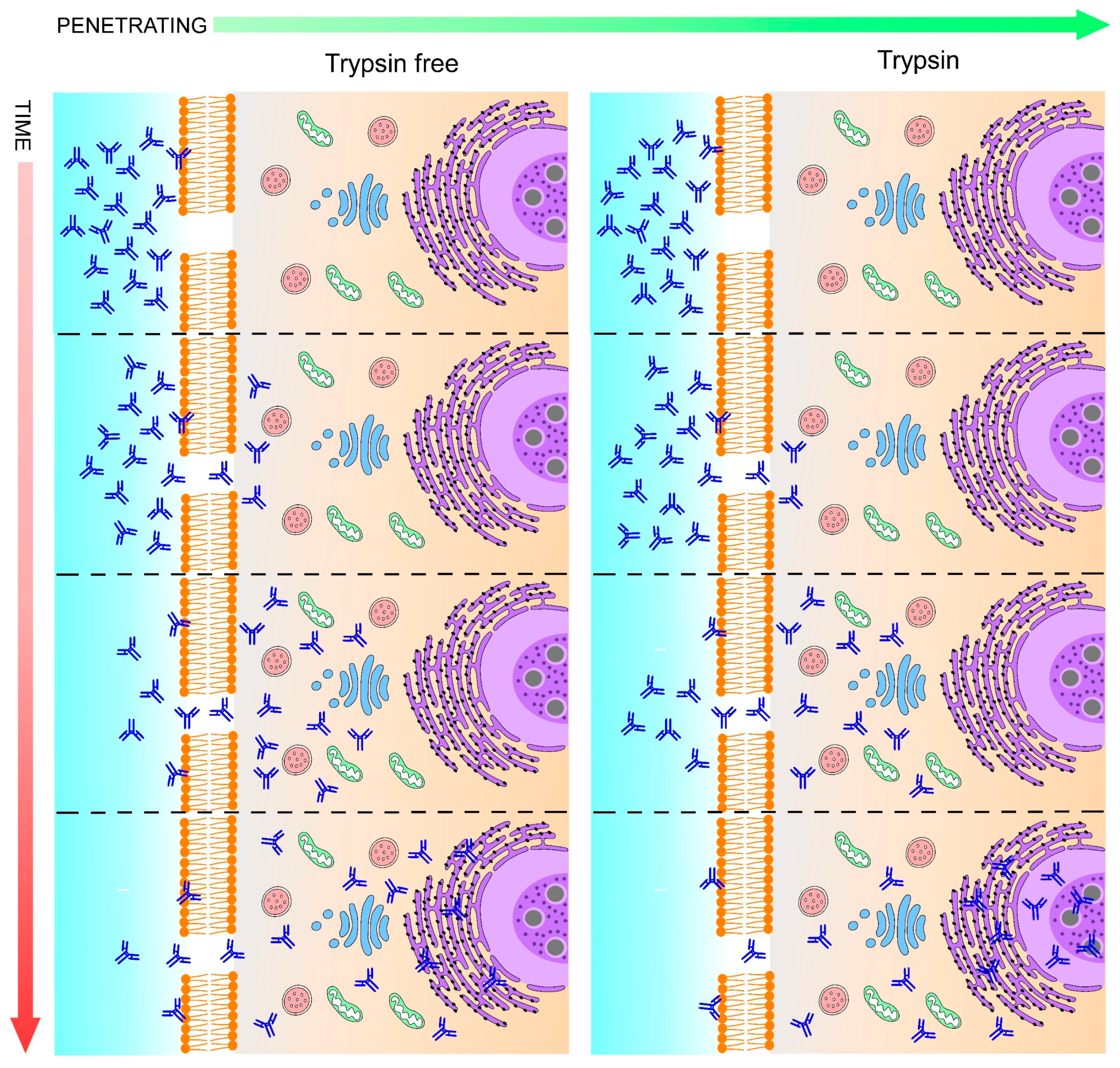 Ijms 23 01426 g009 Ijms 23 01426 g009