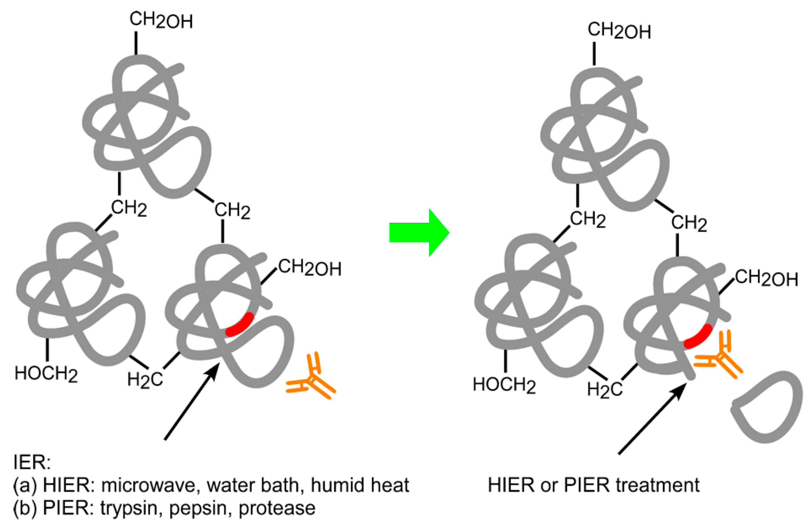 Ijms 23 01426 g010 Ijms 23 01426 g010
