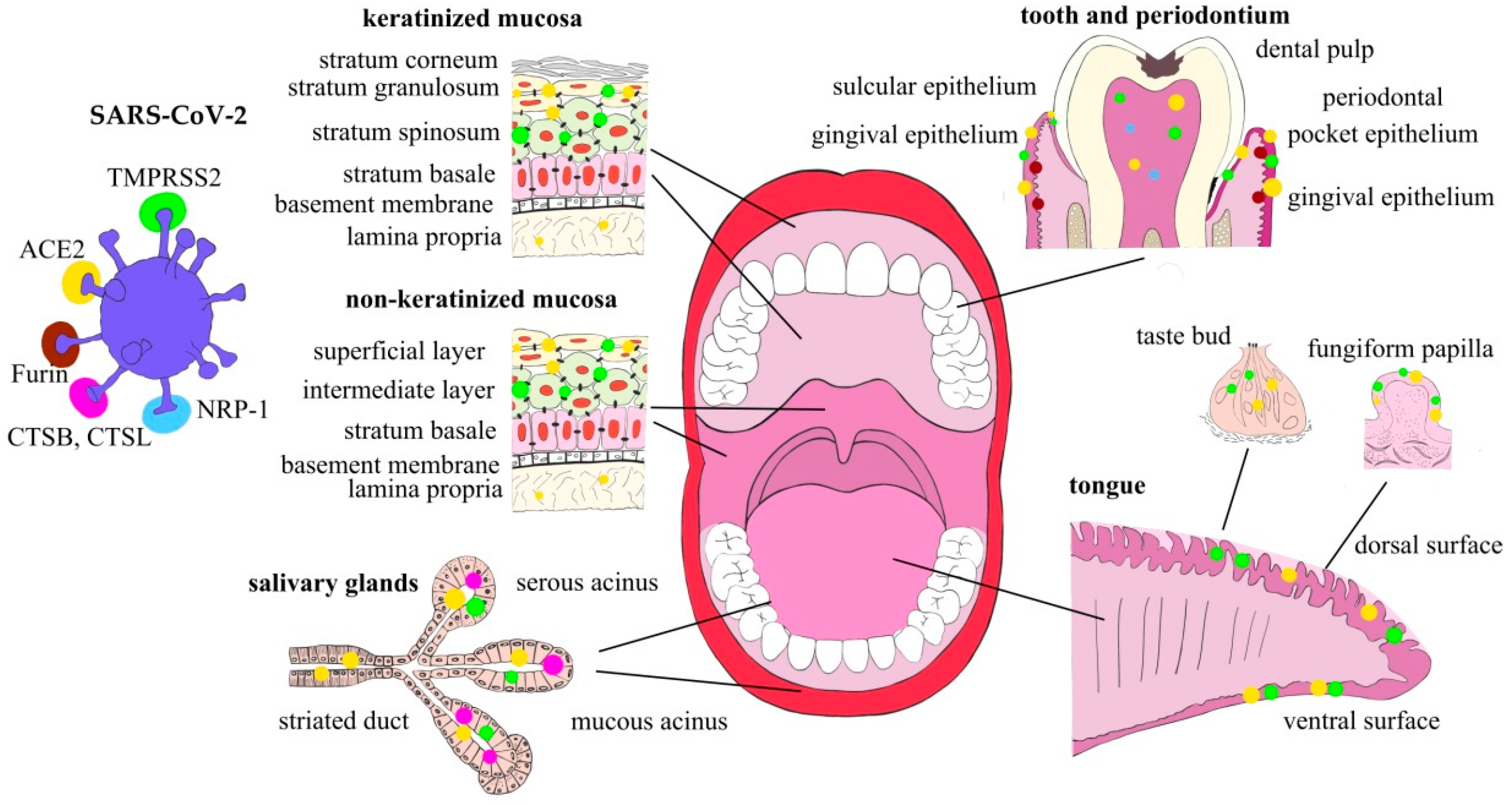 Ijms 23 01431 g001 550