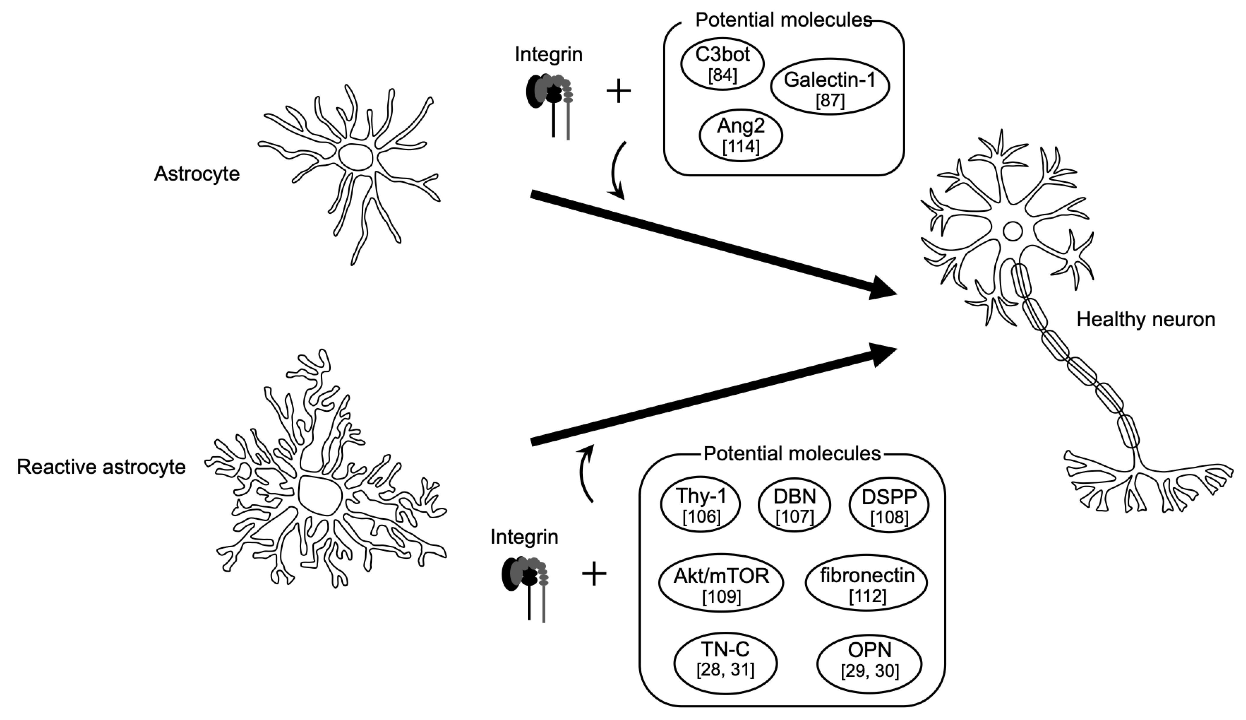Ijms 23 01435 g002 Ijms 23 01435 g002