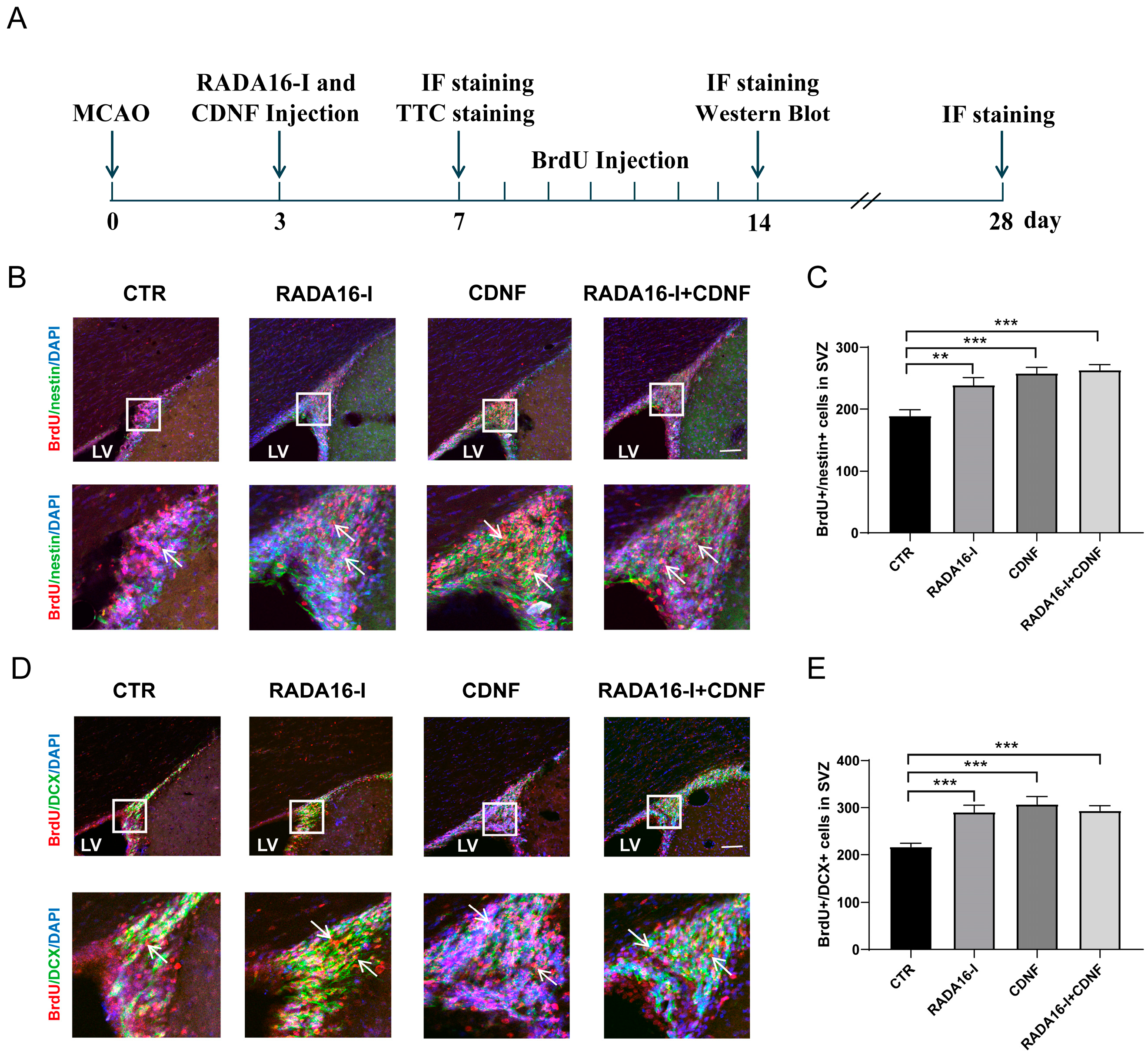 Ijms 23 01436 g003 550