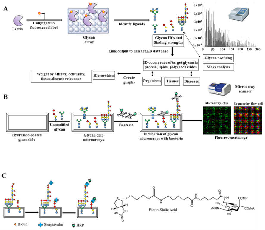 Ijms 23 01451 g005 Ijms 23 01451 g005