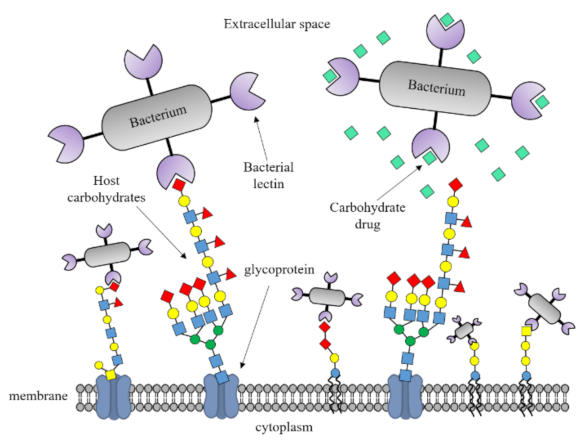 Human oral lectin ZG16B acts as a cell wall polysaccharide probe to decode  host–microbe interactions with oral commensals