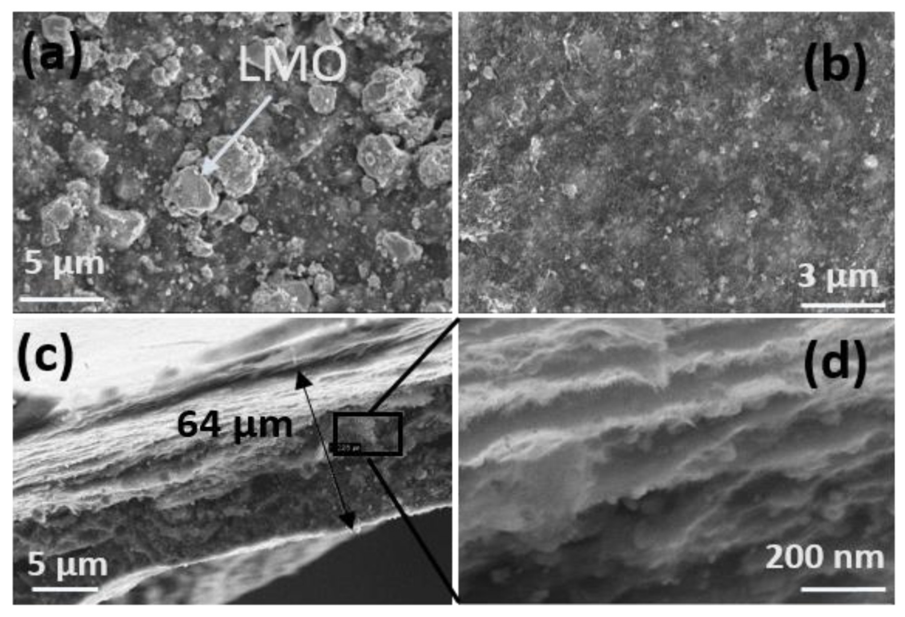 Ijms 23 01457 g003 550