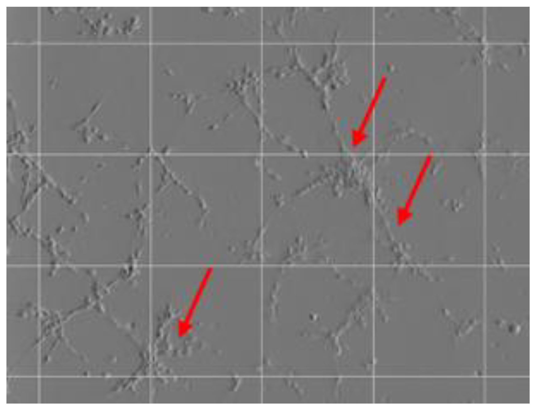 Ijms 23 01460 g007 550