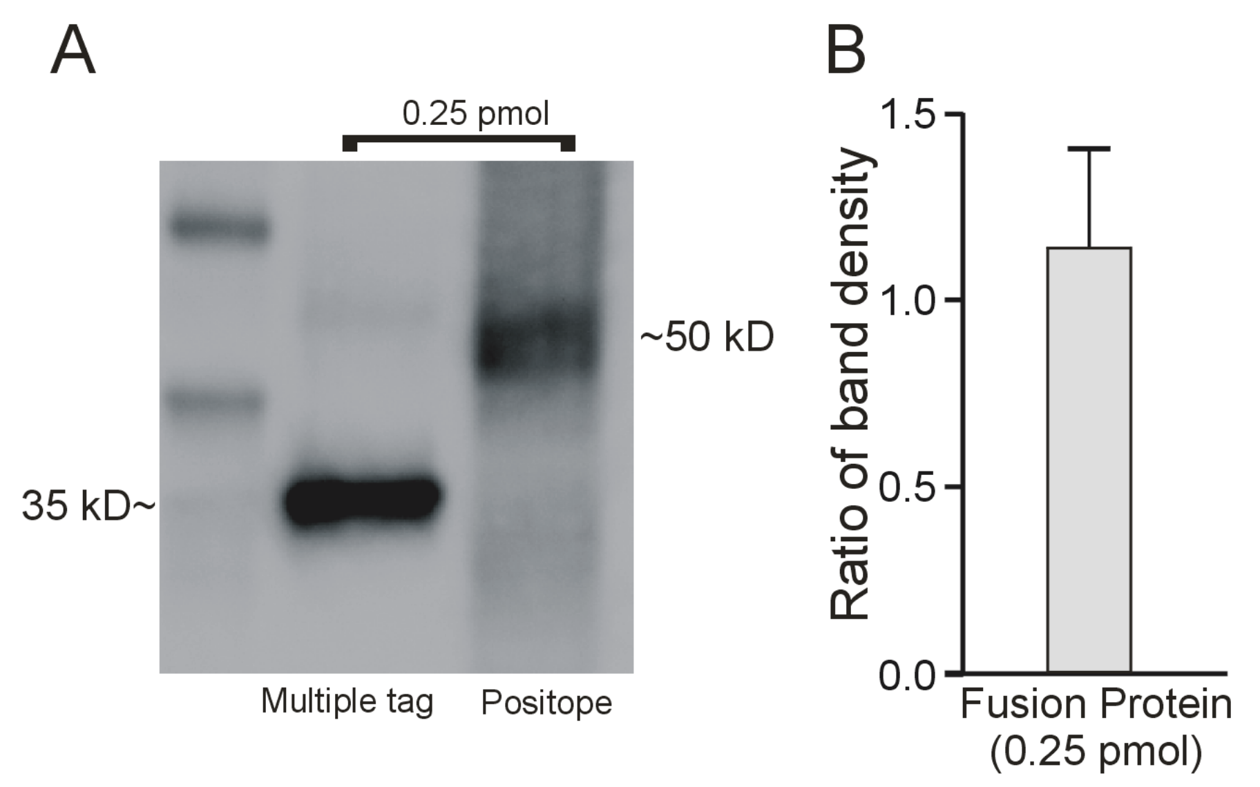 Ijms 23 01472 g003 Ijms 23 01472 g003
