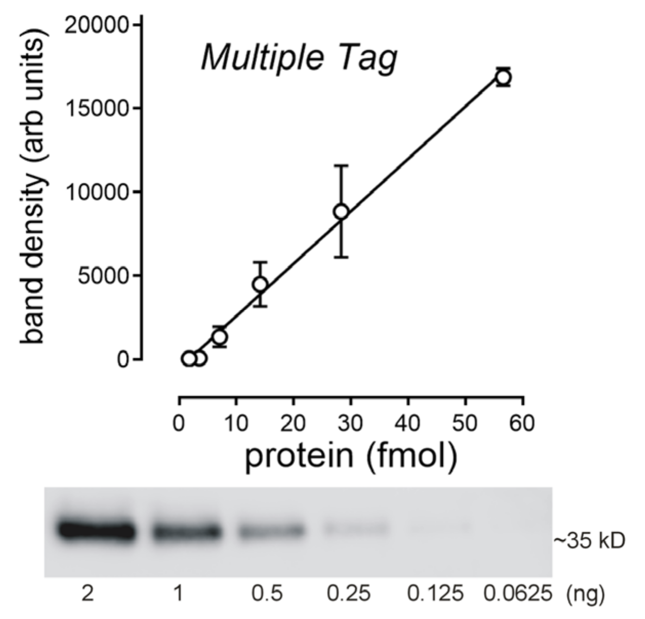 Ijms 23 01472 g004 Ijms 23 01472 g004