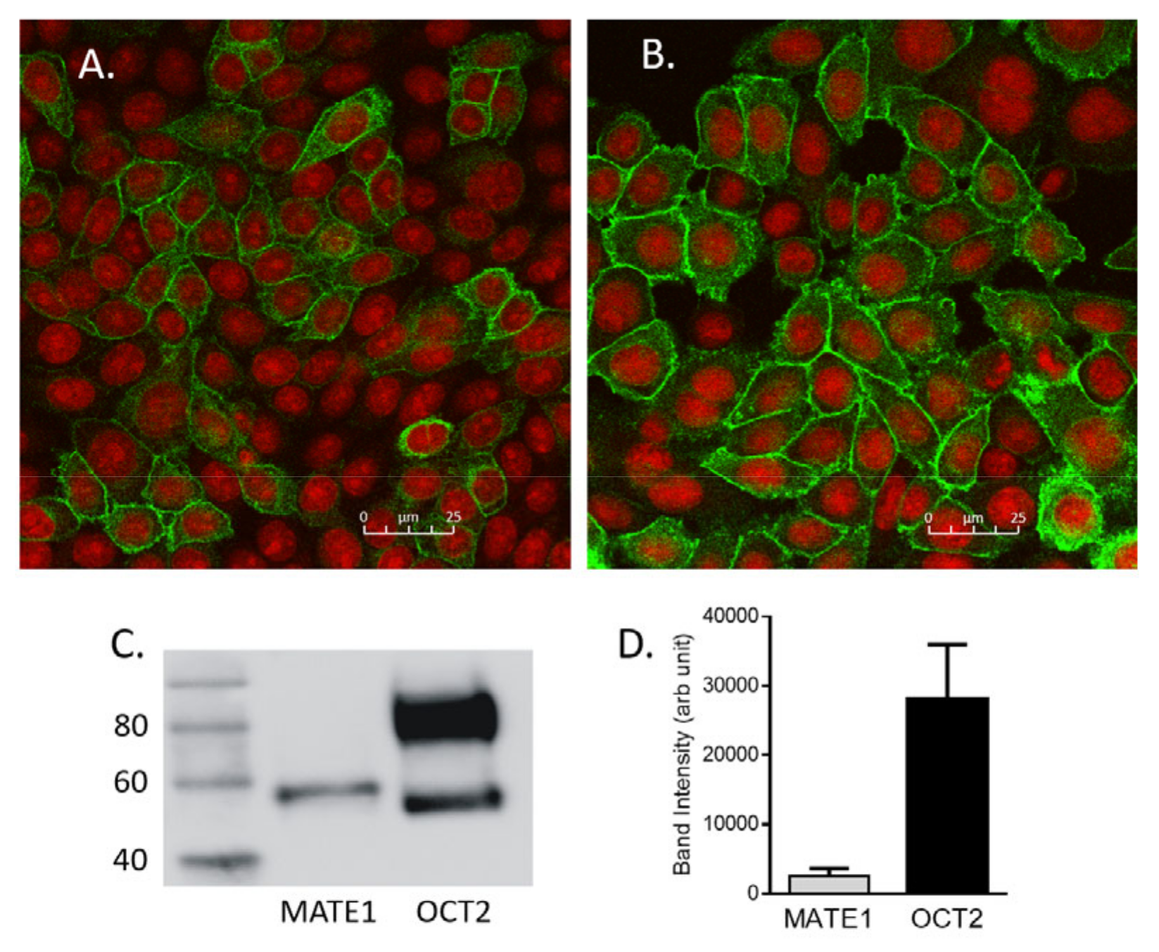 Ijms 23 01472 g005 Ijms 23 01472 g005