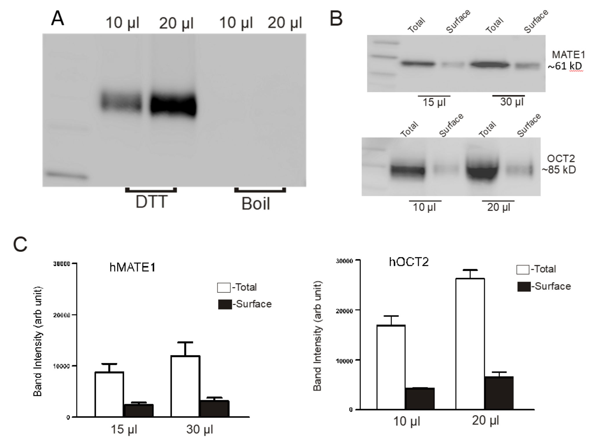 Ijms 23 01472 g006 Ijms 23 01472 g006