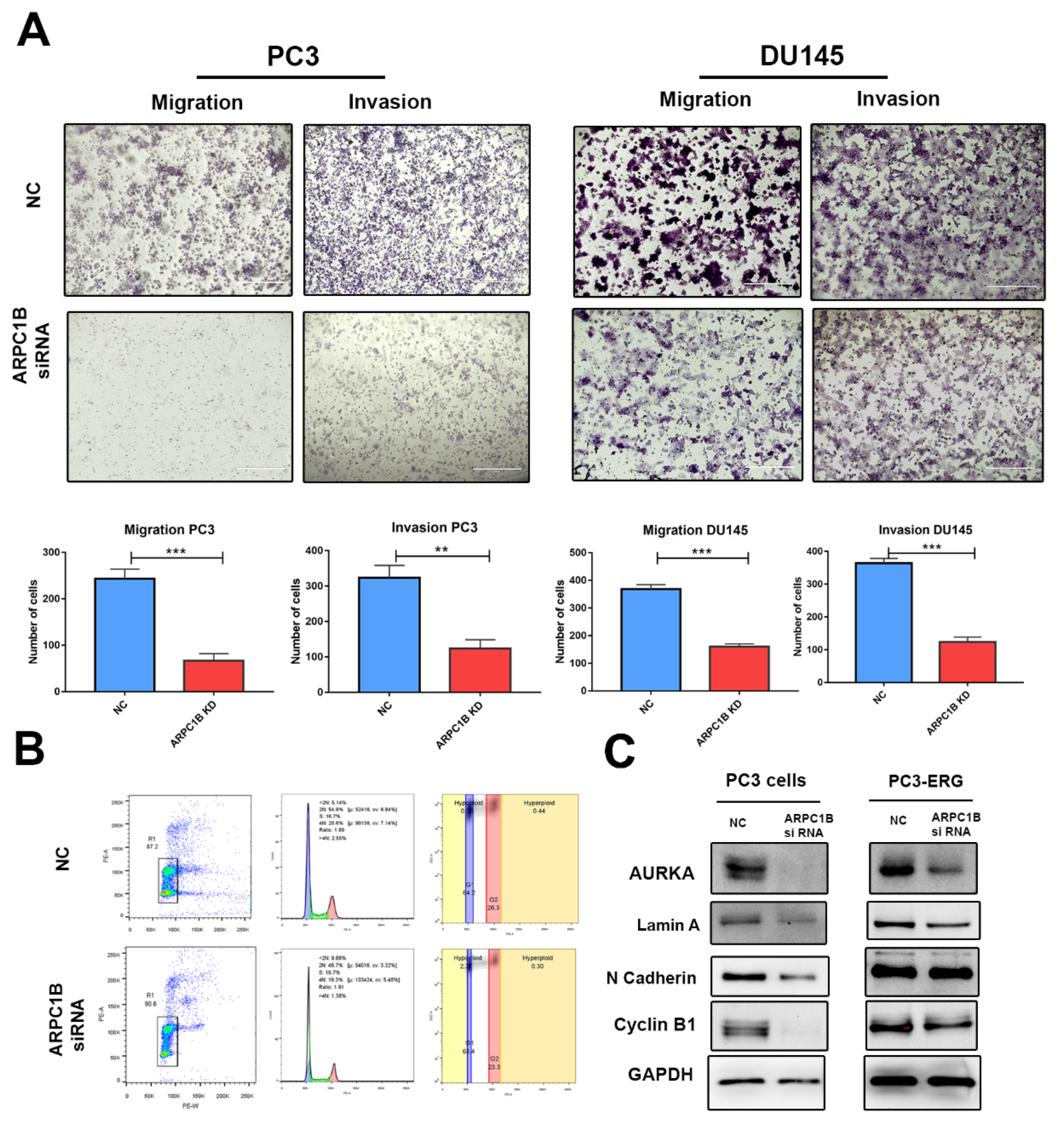 Ijms 23 01476 g006 550