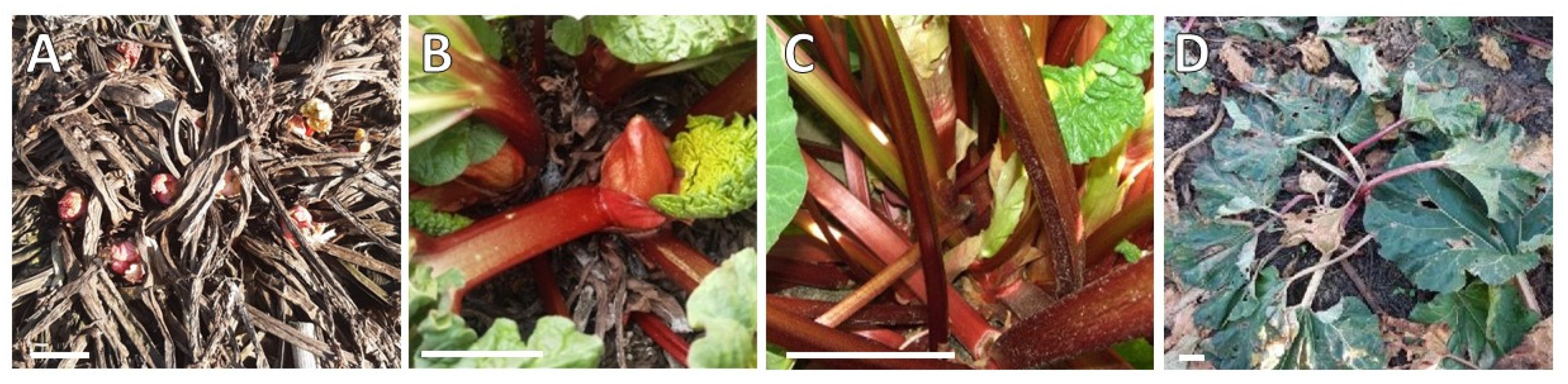 Ijms 23 01480 g001 550