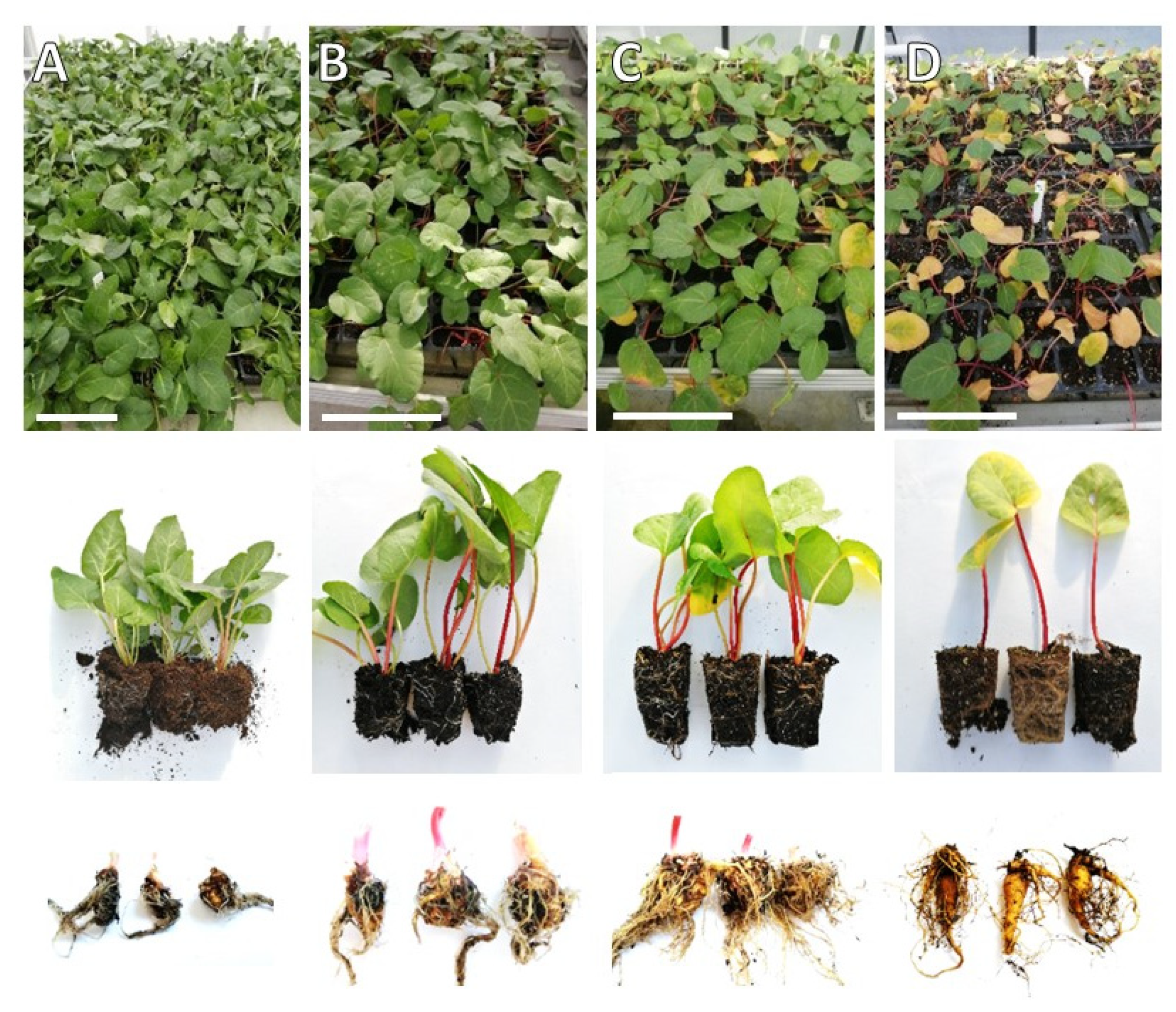 Ijms 23 01480 g003 550