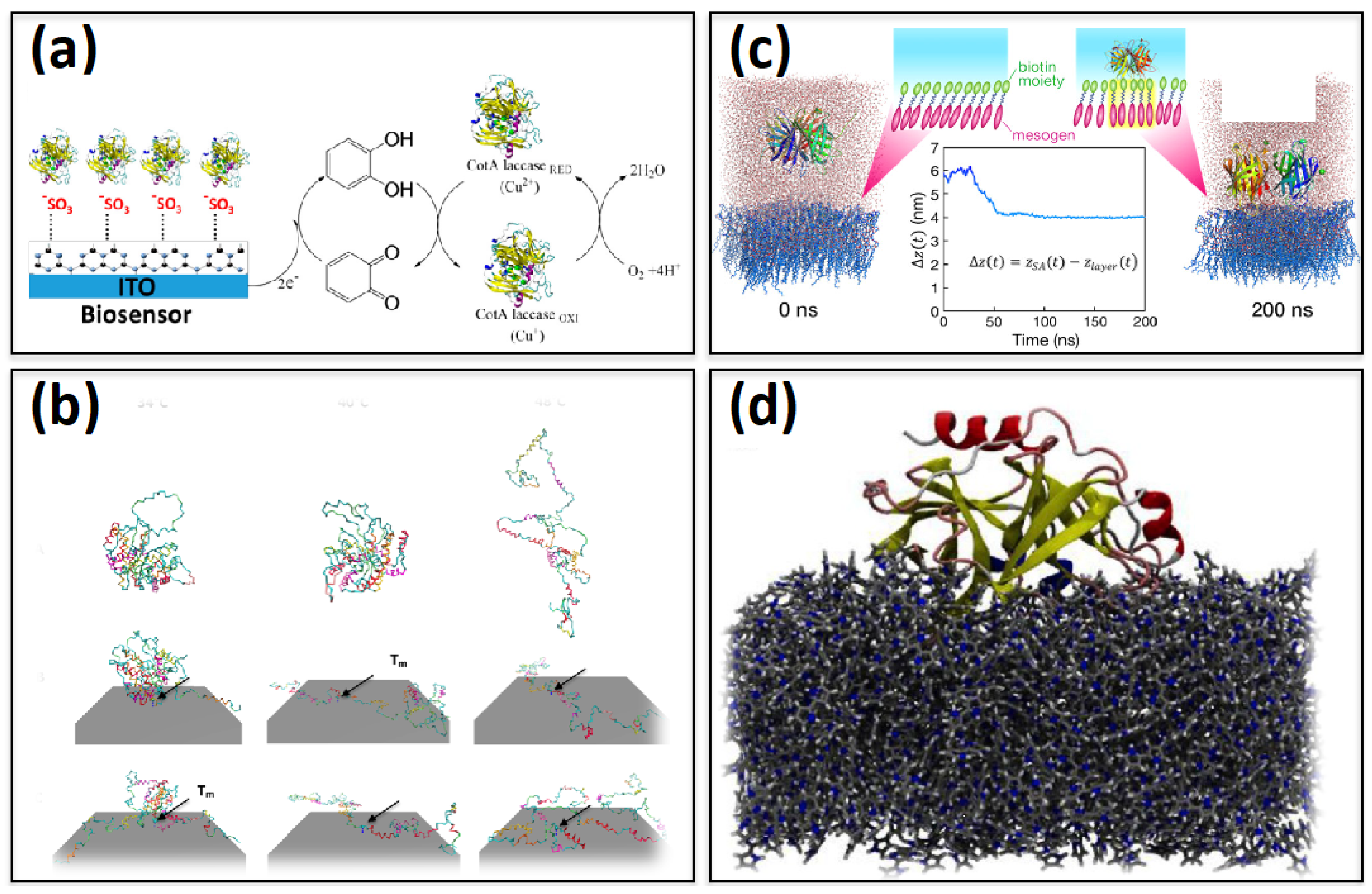 Ijms 23 01484 g003 550