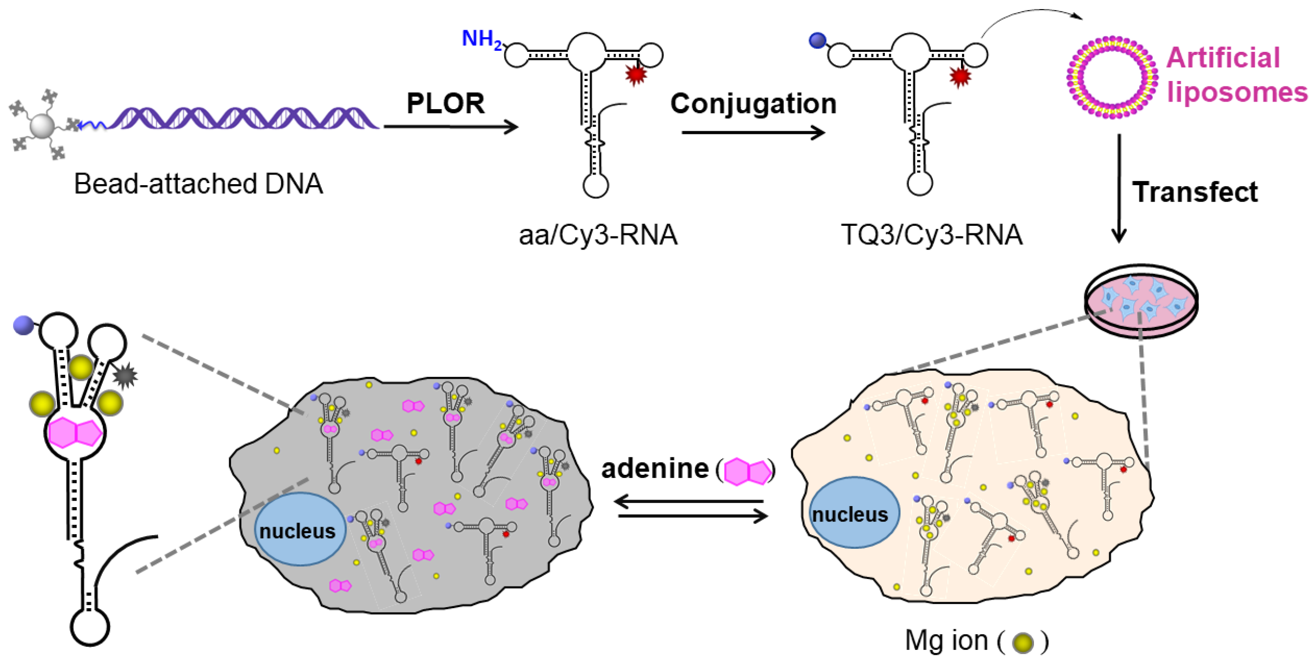 Ijms 23 01493 g002 Ijms 23 01493 g002