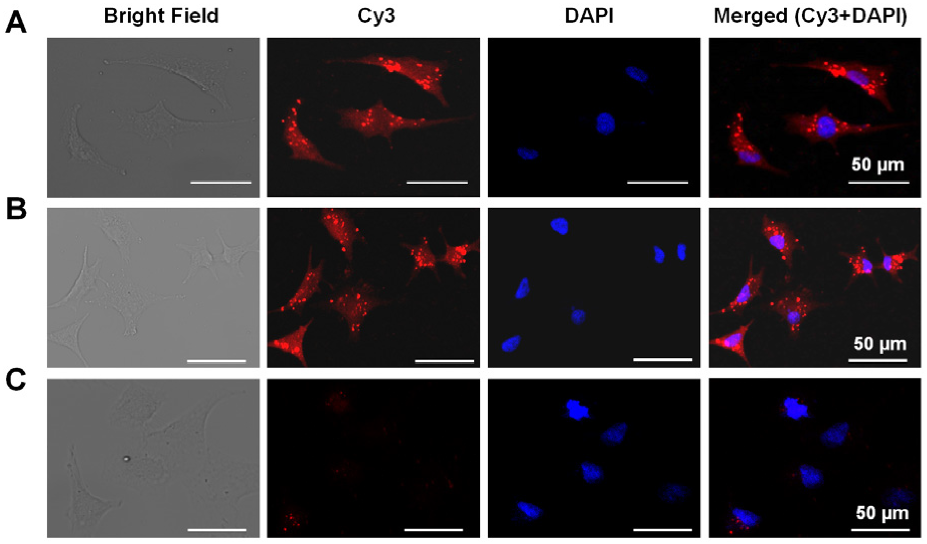 Ijms 23 01493 g006 Ijms 23 01493 g006