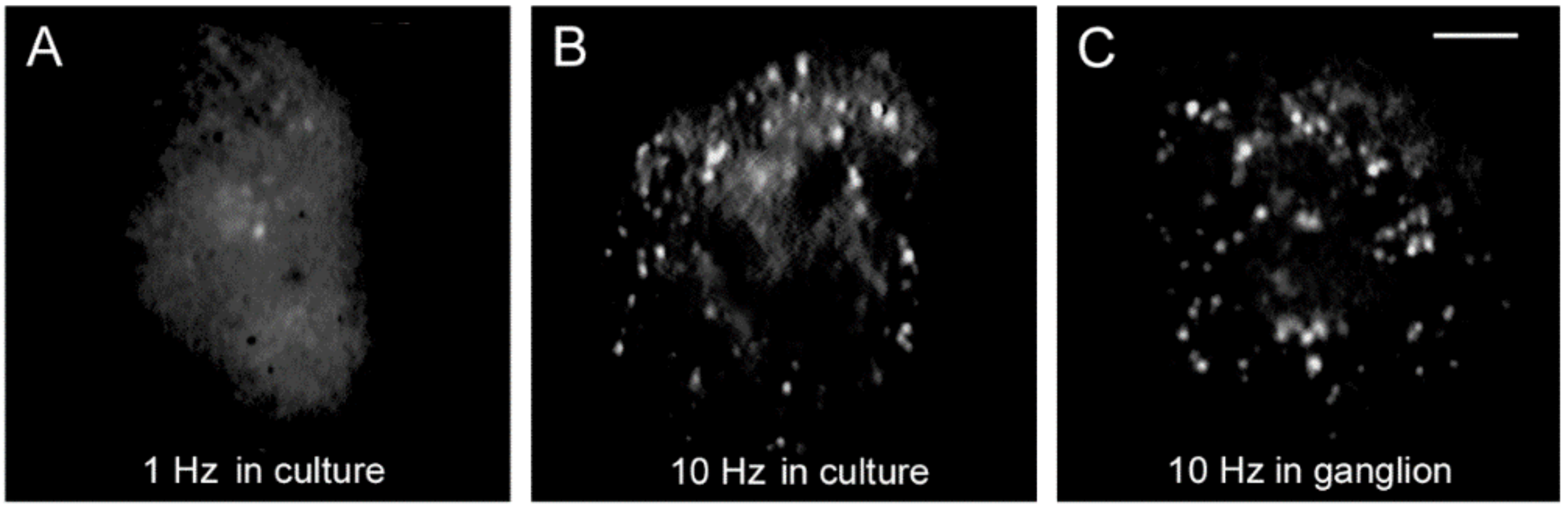 Ijms 23 01495 g003 Ijms 23 01495 g003