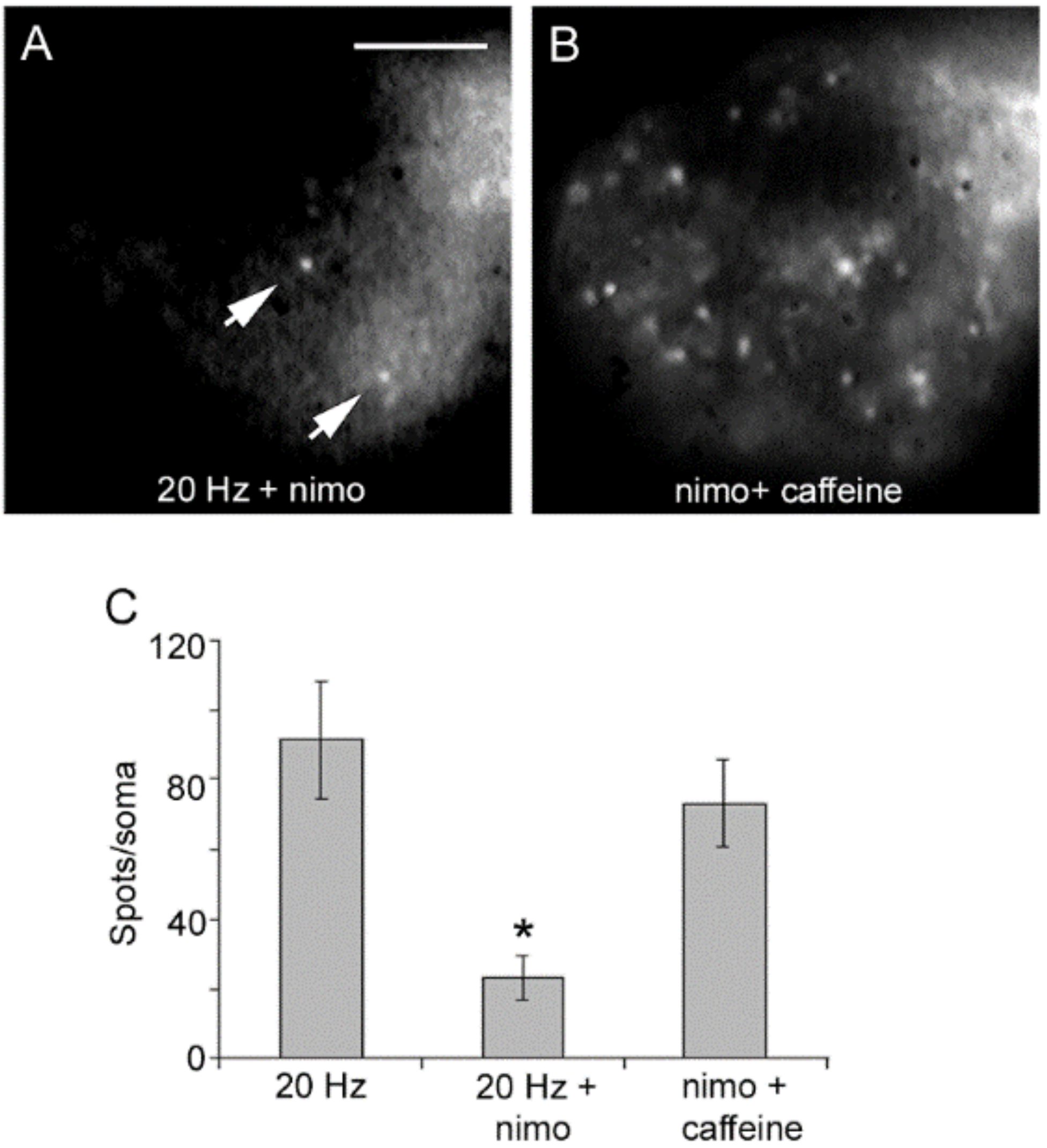 Ijms 23 01495 g004 Ijms 23 01495 g004