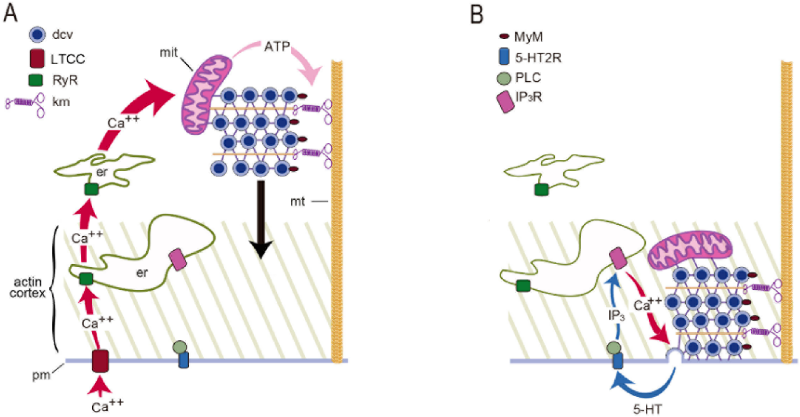 Ijms 23 01495 g010 Ijms 23 01495 g010