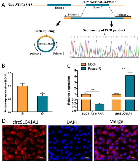 circSLC41A1 Resists Porcine Granulosa Cell Apoptosis and