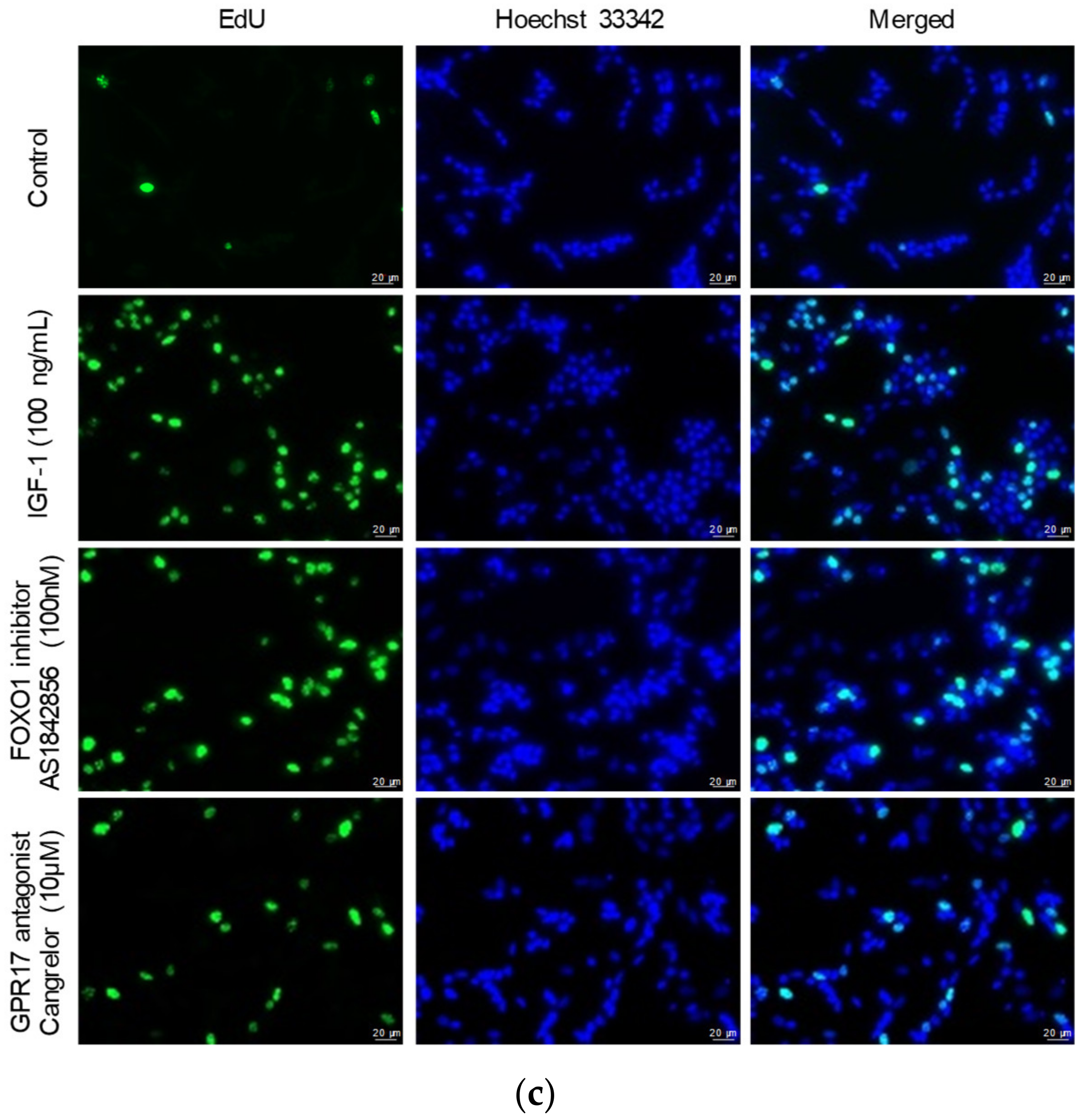 Ijms 23 01513 g002b 550