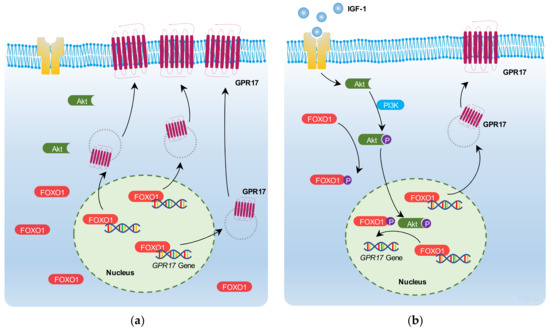 IJMS | Free Full-Text | Insulin-like Growth Factor 1 Promotes Cell ...