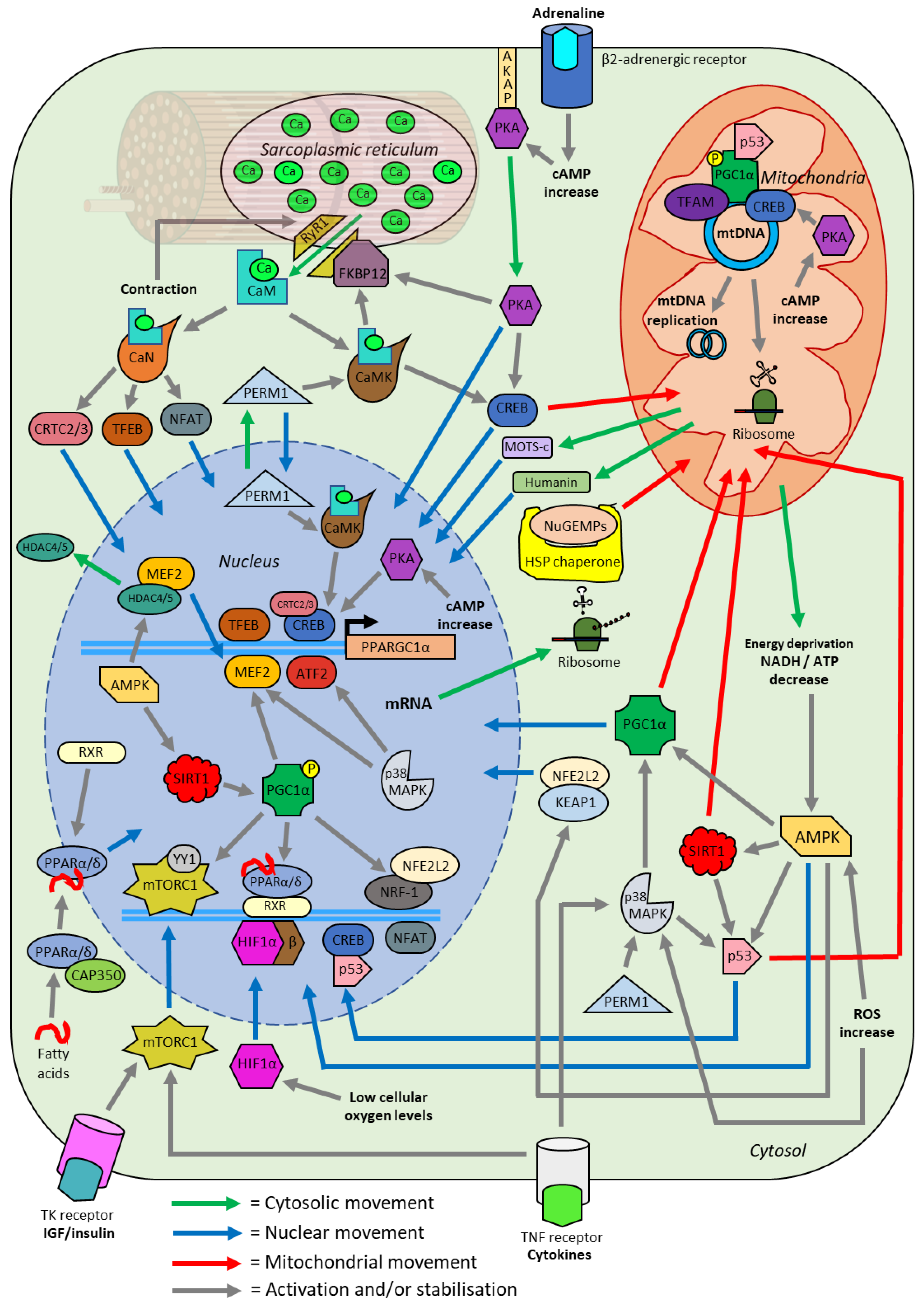 Ijms 23 01517 g007 Ijms 23 01517 g007