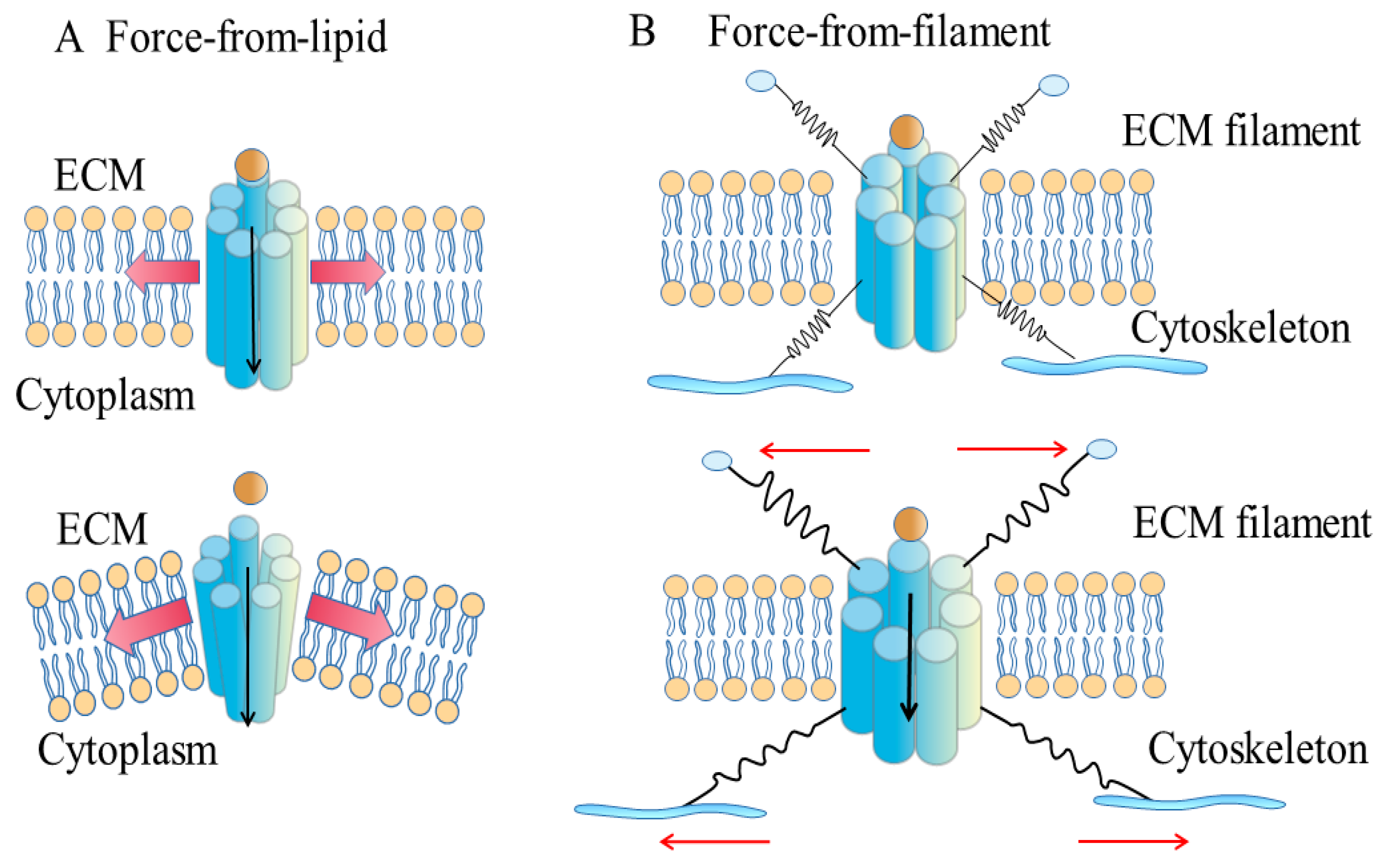 Mechanisms of Pannexin 1 (PANX1) Channel Mechanosensitivity