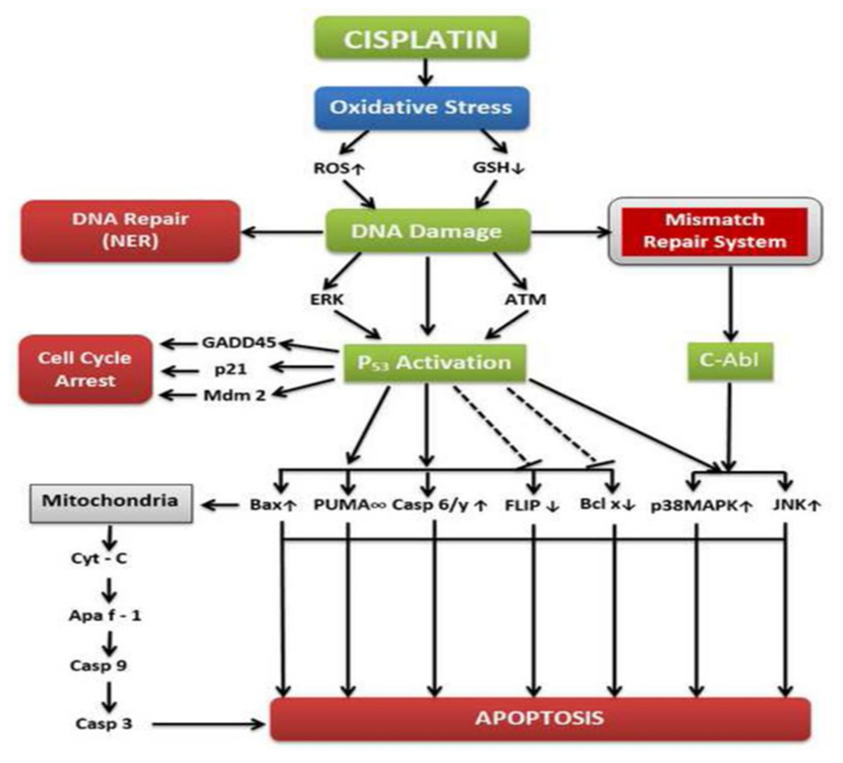 Ijms 23 01532 g002 Ijms 23 01532 g002