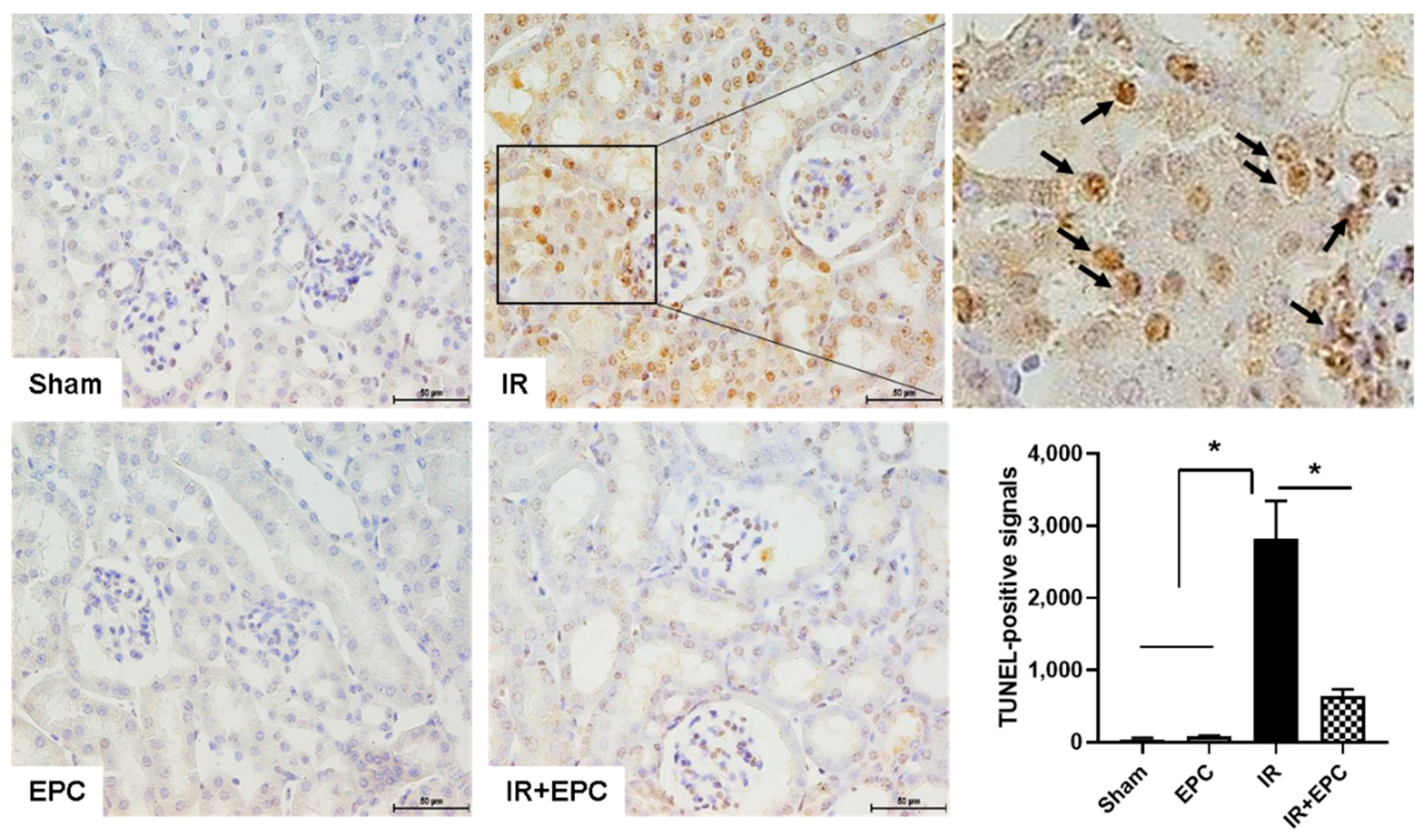 Ijms 23 01546 g003 550