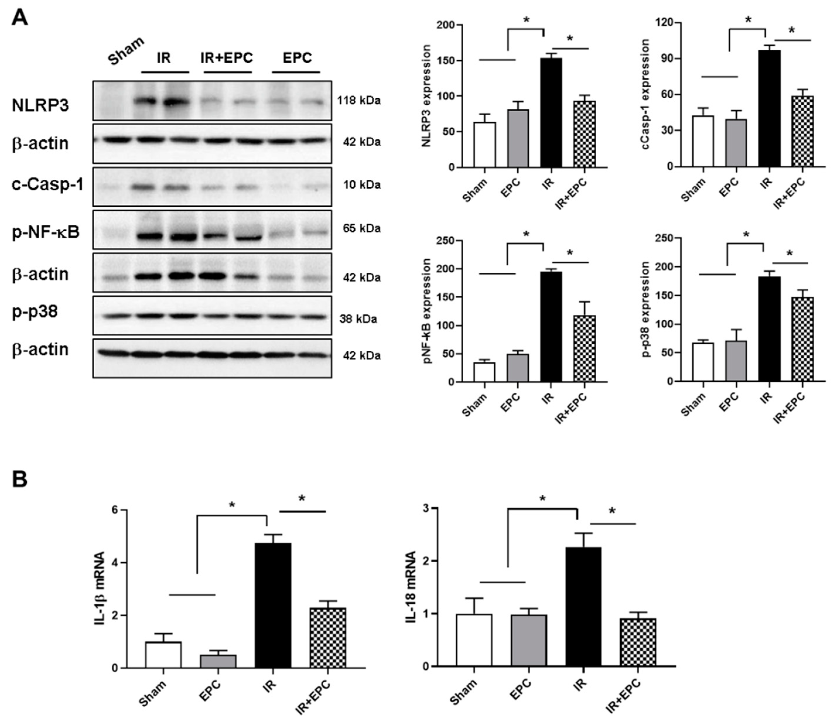 Ijms 23 01546 g005 550