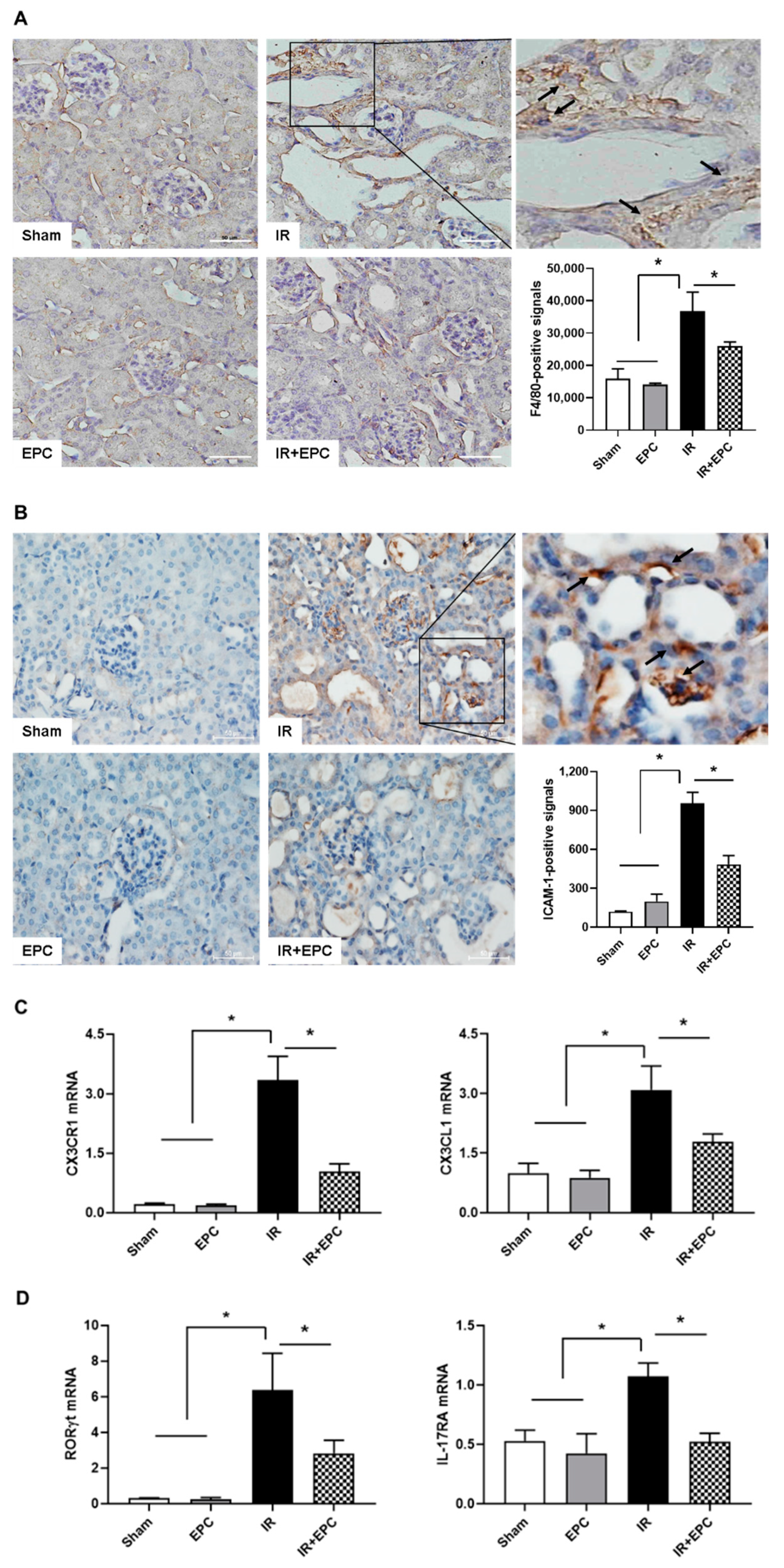 Ijms 23 01546 g006 550