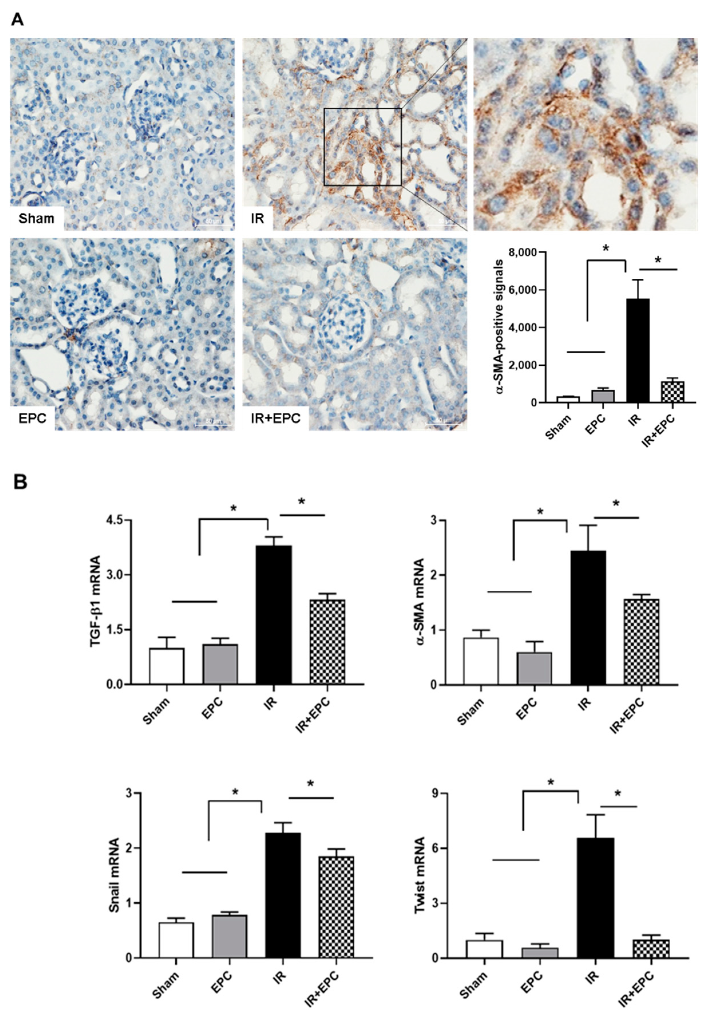 Ijms 23 01546 g007 550