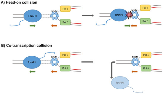 R-Loop-Associated Genomic Instability and Implication of WRN and WRNIP1