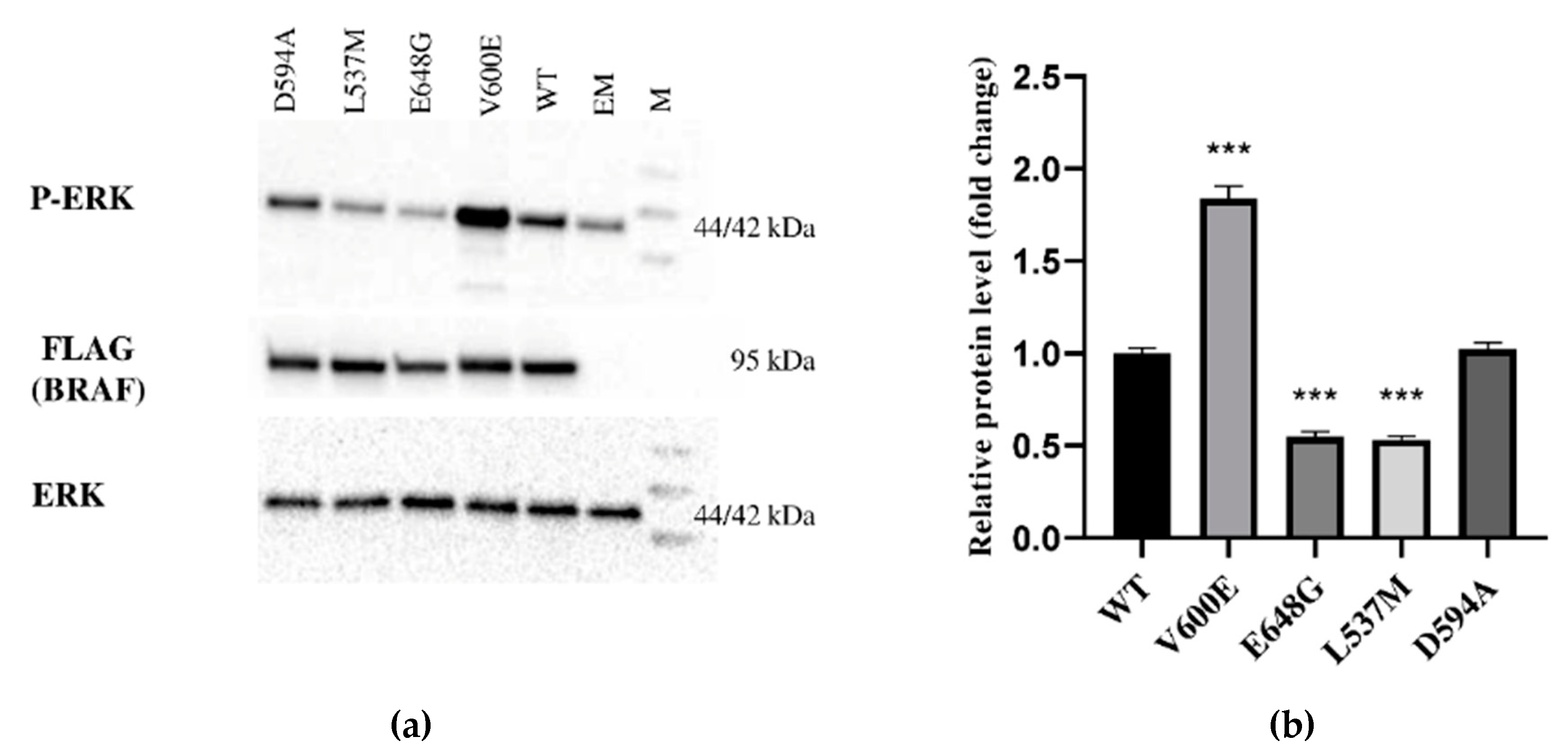 Ijms 23 01548 g002 Ijms 23 01548 g002