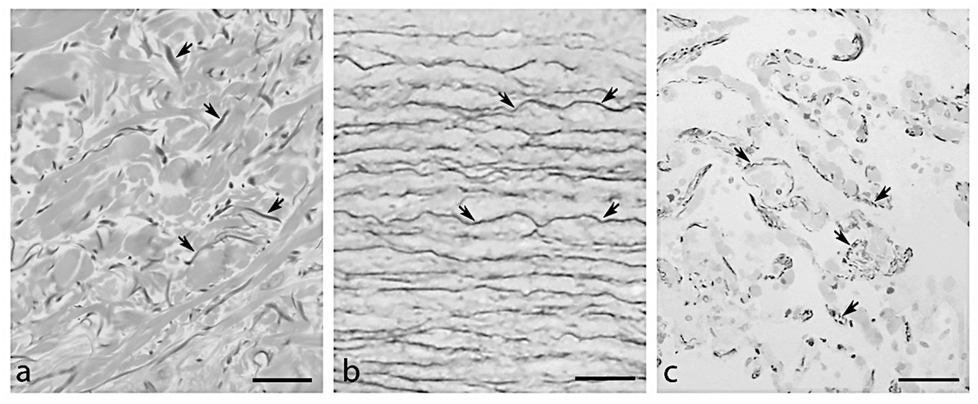 Ijms 23 01559 g001 Ijms 23 01559 g001