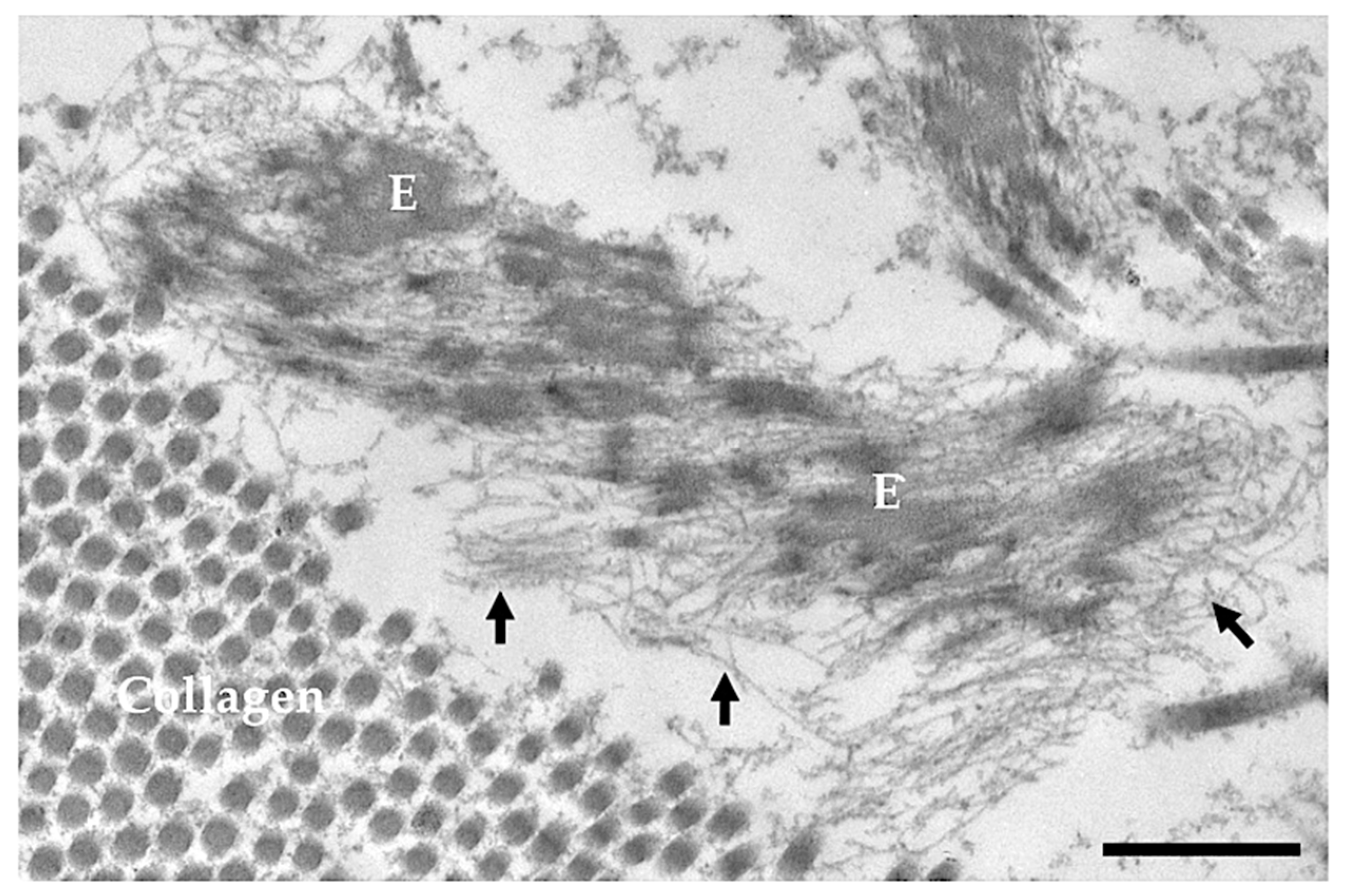 Ijms 23 01559 g002 Ijms 23 01559 g002