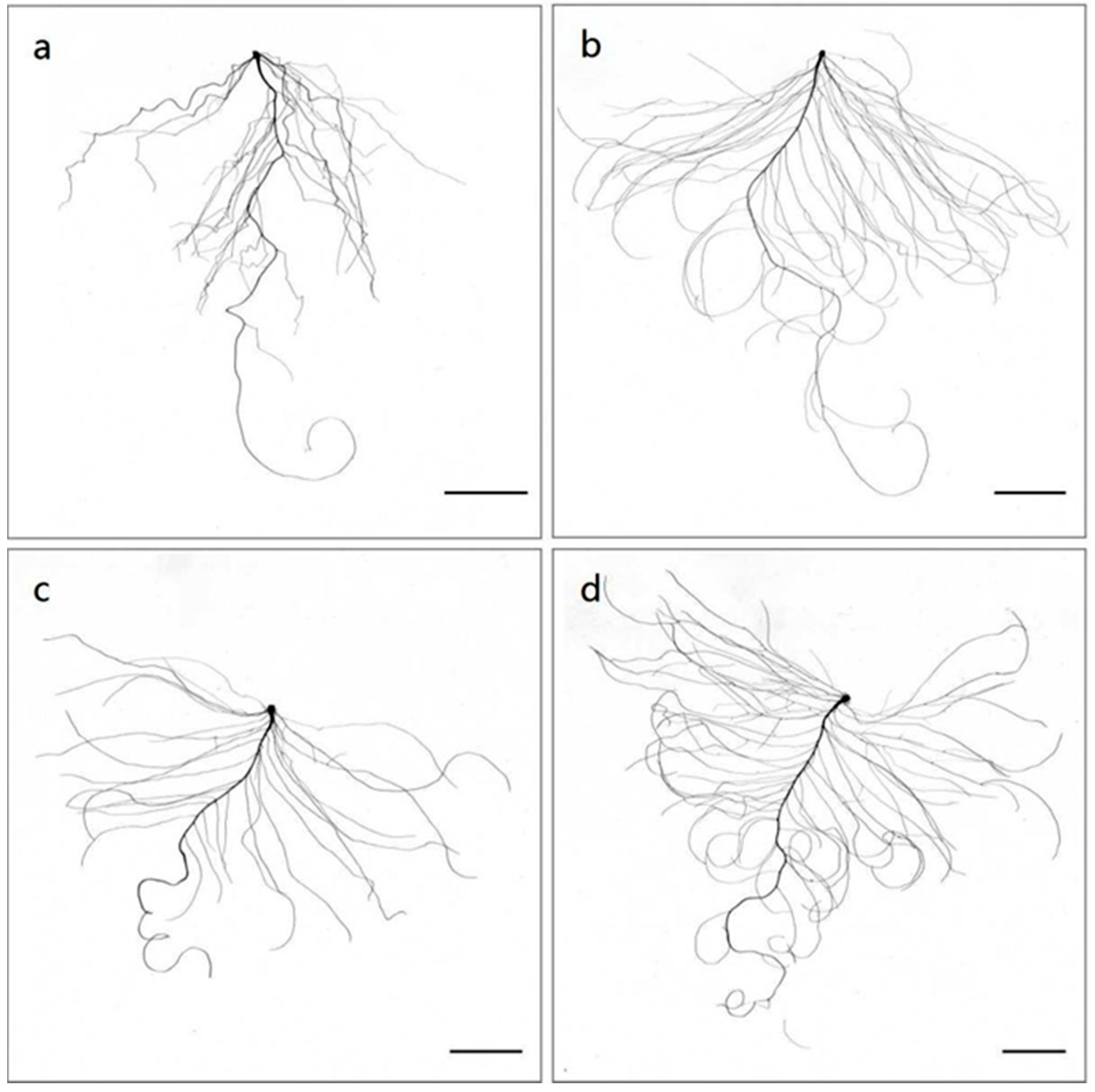 Ijms 23 01573 g002 Ijms 23 01573 g002