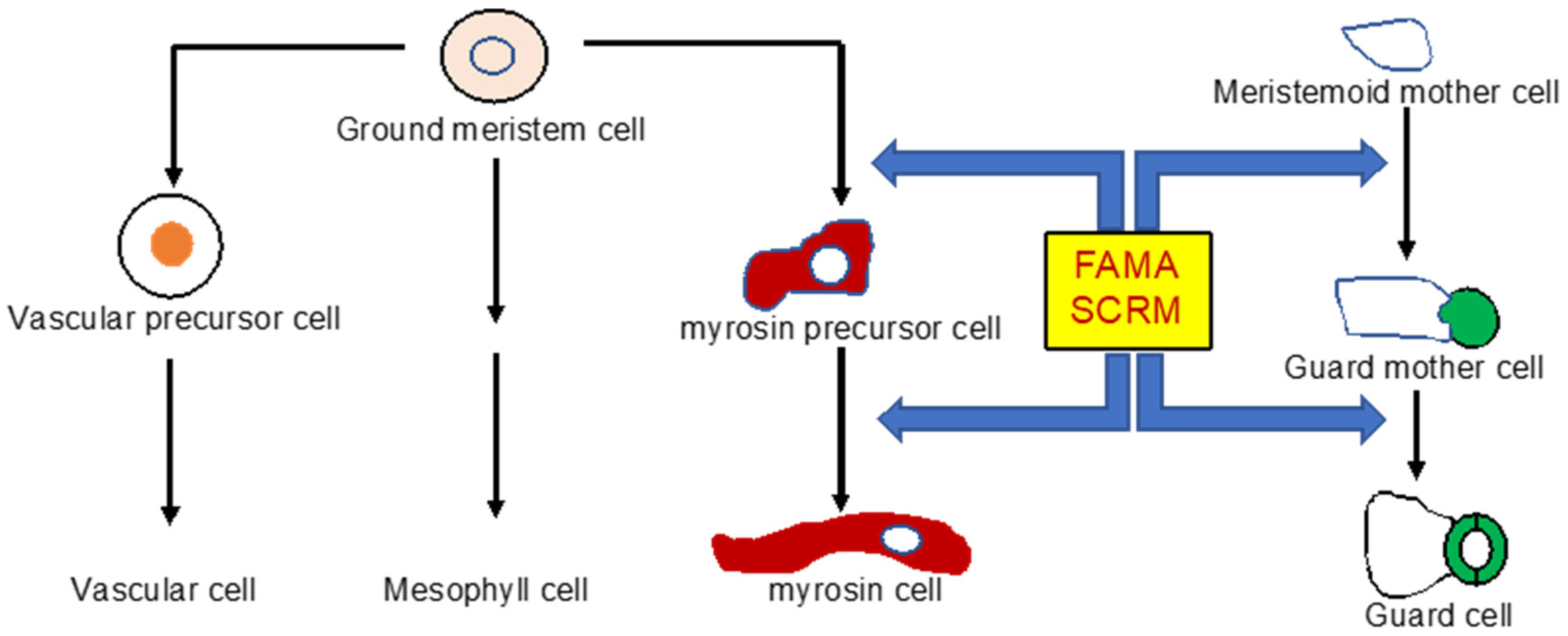 IJMS Free FullText The Cellular and Subcellular