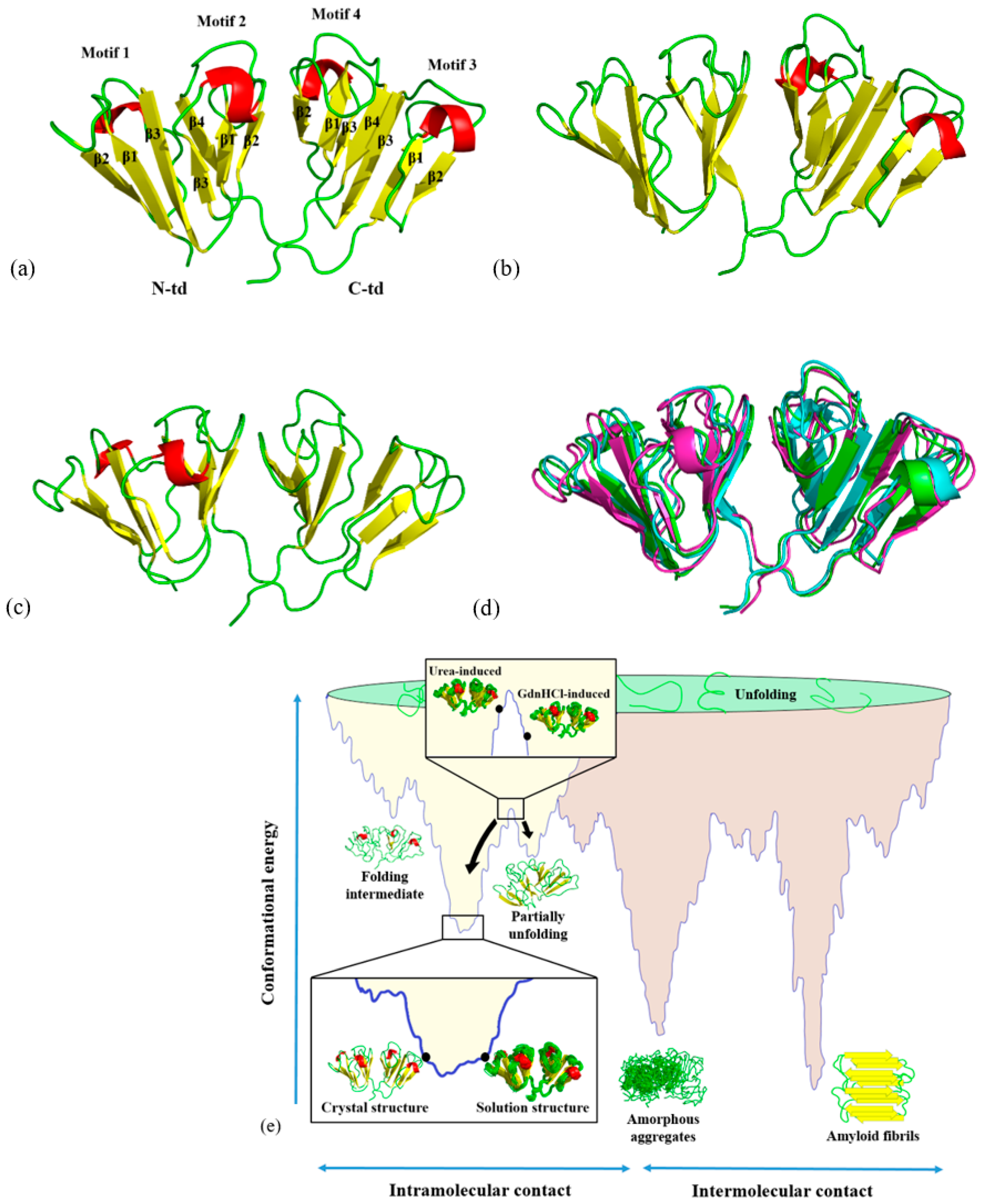 パズル Insights to Human γD-Crystallin Unfolding by NMR